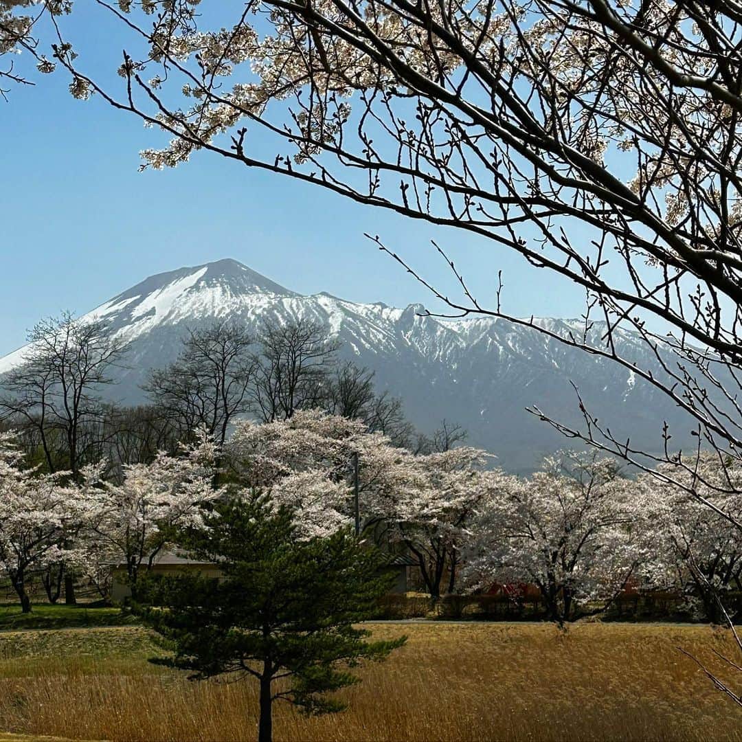 ヤマザキマリさんのインスタグラム写真 - (ヤマザキマリInstagram)「岩手山と桜 （岩手取材中）」4月21日 13時36分 - thermariyamazaki