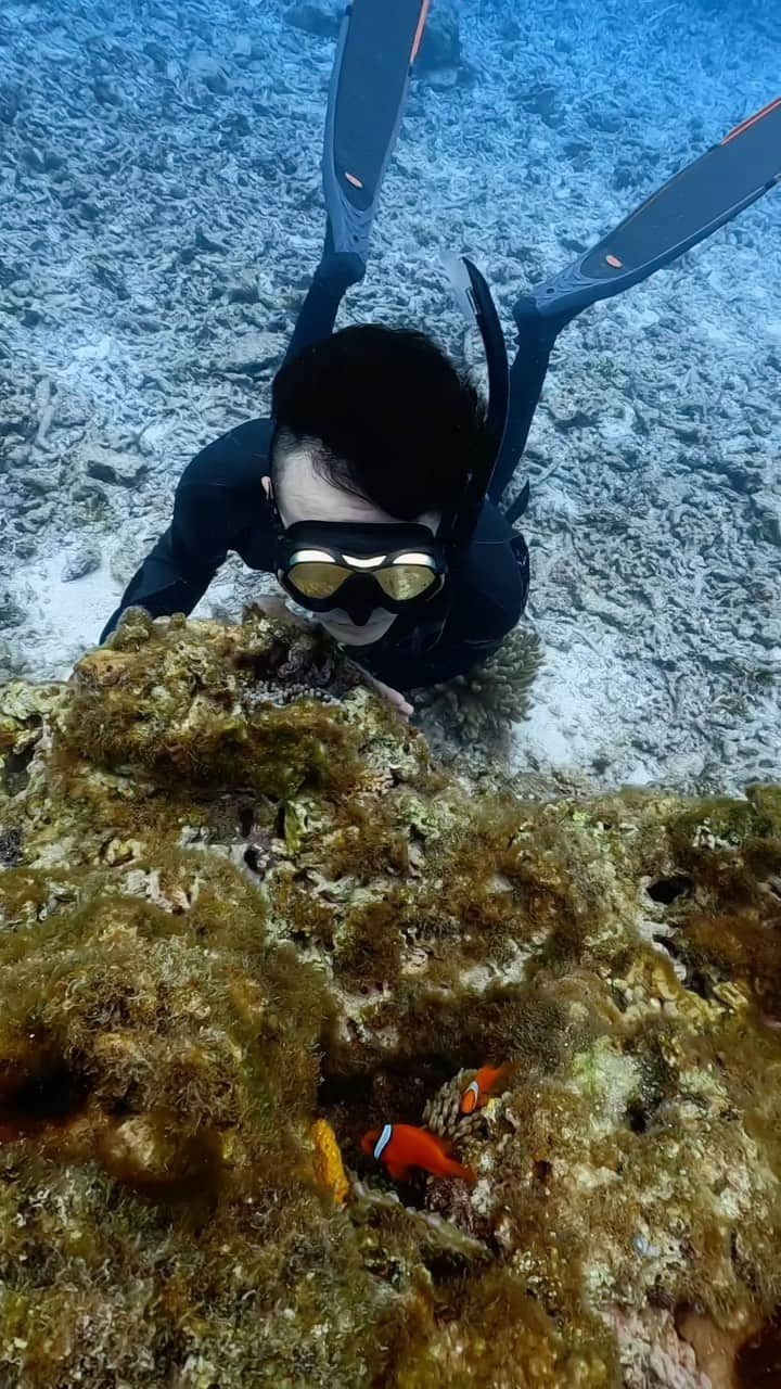 馬場裕之のインスタグラム：「#宮古島 #ニモ #nemo #miyakojima」