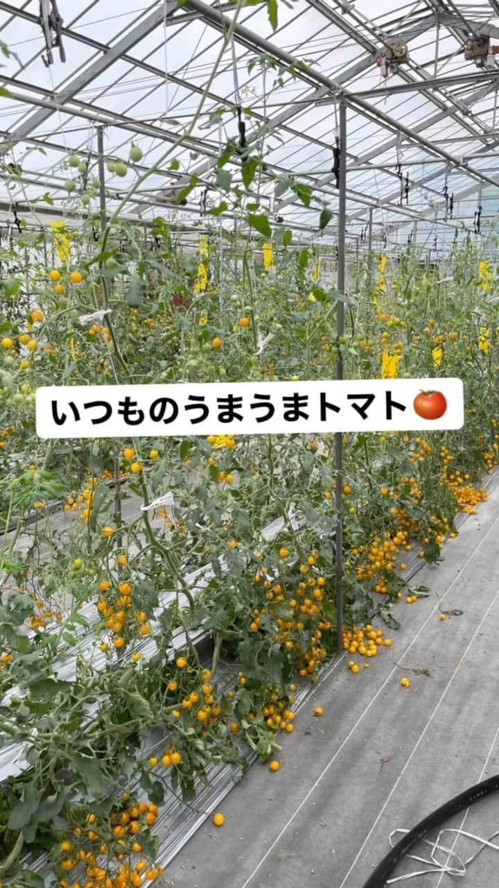 飴宮さゆりのインスタグラム