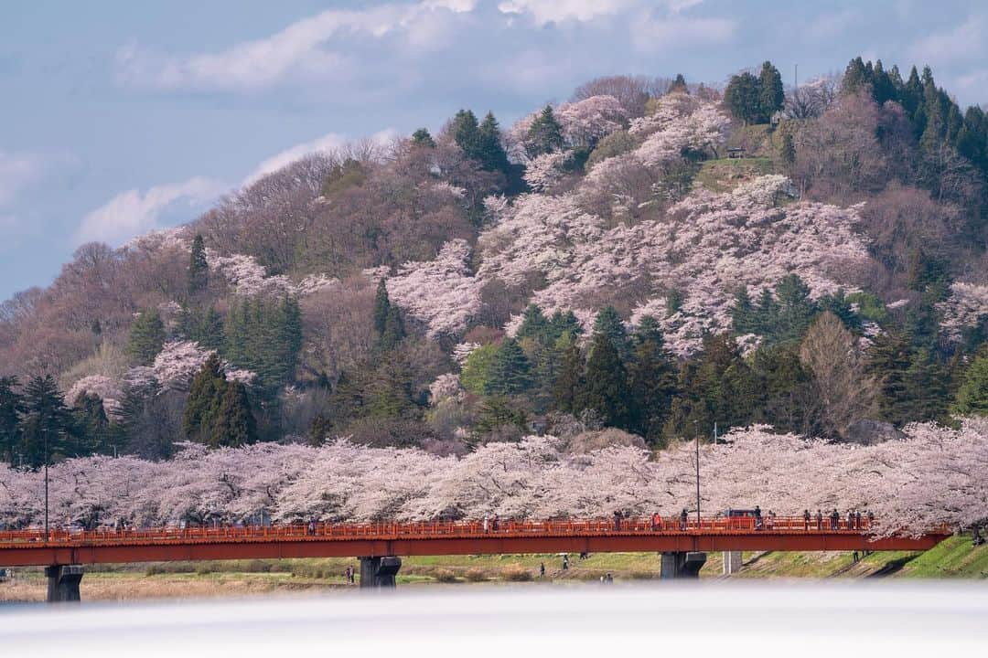 山人のインスタグラム：「本日は昨日と同じ角館ですが、桧木内川の方をご紹介します！ 今年は川側の方が遅い開花だったようで18日には満開でした😳  #秋田県 #前向きに #山人 #yamado #桜 #北上展勝地 #さくら100選 #四季 #春 #spring #かたくり #かたくり群生地 #宝 #自然  #盛岡市 #お花見 #東北の桜 #角館 #武家屋敷 #角館武家屋敷 #桧木内川 #宣伝 ↓通販サイトはこちら↓ https://shop.yamado.co.jp/  #鍋#お取り寄せ#お取り寄せグルメ#おうちで鍋#stayhome#おうち時間#おうちごはん」