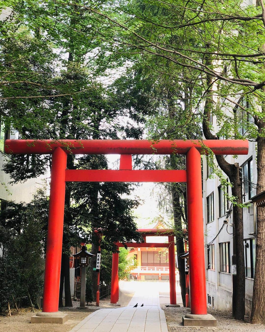 花清まゆこさんのインスタグラム写真 - (花清まゆこInstagram)「⛩花園神社⛩  母と姉と一緒に、 切り絵御朱印をいただきに行ってきました😊  新宿の大都会の中にある素敵な神社でした✨  この切り絵御朱印は、通年あるそうです🌸 #花園神社  #花園神社御朱印  #切り絵御朱印  #新宿 #新宿御朱印 #御朱印 #御朱印巡り  #御朱印集め  #御朱印帳  #御朱印スタグラム  #御朱印好きな人と繋がりたい  #東京御朱印 #東京御朱印巡り  #可愛いものが好き  #御朱印ガール  #御朱印女子」4月21日 14時40分 - mayuusa610