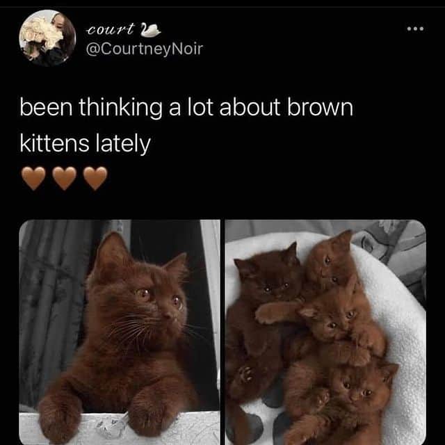 insta_animalのインスタグラム