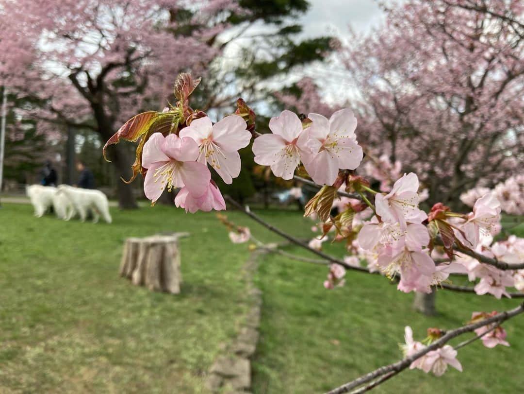 北海道放送「今日ドキッ!」のインスタグラム