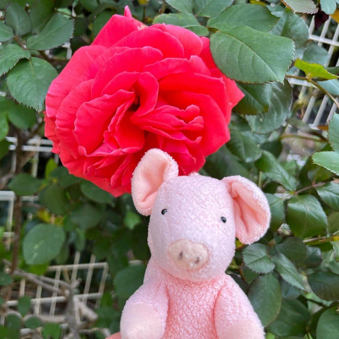 矢崎存美さんのインスタグラム写真 - (矢崎存美Instagram)「ご近所をお散歩してきました。この時期は、やはり花と一緒に写真を撮りたいから。花はみんなきれいだったけれど、香りに関してはジャスミンが猛威をふるっていました。近くに咲いてるバラも、全部ジャスミンの香り。けど、咲き始めでまだつぼみも多い時期に香りを楽しめたのはうれしい。いつもはけっこう終わりかけでね……。 #ぶたぶた #山崎ぶたぶた #矢崎存美 #バラ #ジャスミン #ツツジ」4月21日 15時47分 - yazakiarimi