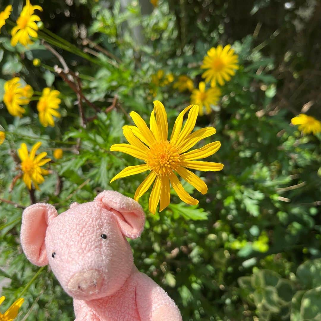 矢崎存美さんのインスタグラム写真 - (矢崎存美Instagram)「ご近所をお散歩してきました。この時期は、やはり花と一緒に写真を撮りたいから。花はみんなきれいだったけれど、香りに関してはジャスミンが猛威をふるっていました。近くに咲いてるバラも、全部ジャスミンの香り。けど、咲き始めでまだつぼみも多い時期に香りを楽しめたのはうれしい。いつもはけっこう終わりかけでね……。 #ぶたぶた #山崎ぶたぶた #矢崎存美 #バラ #ジャスミン #ツツジ」4月21日 15時47分 - yazakiarimi