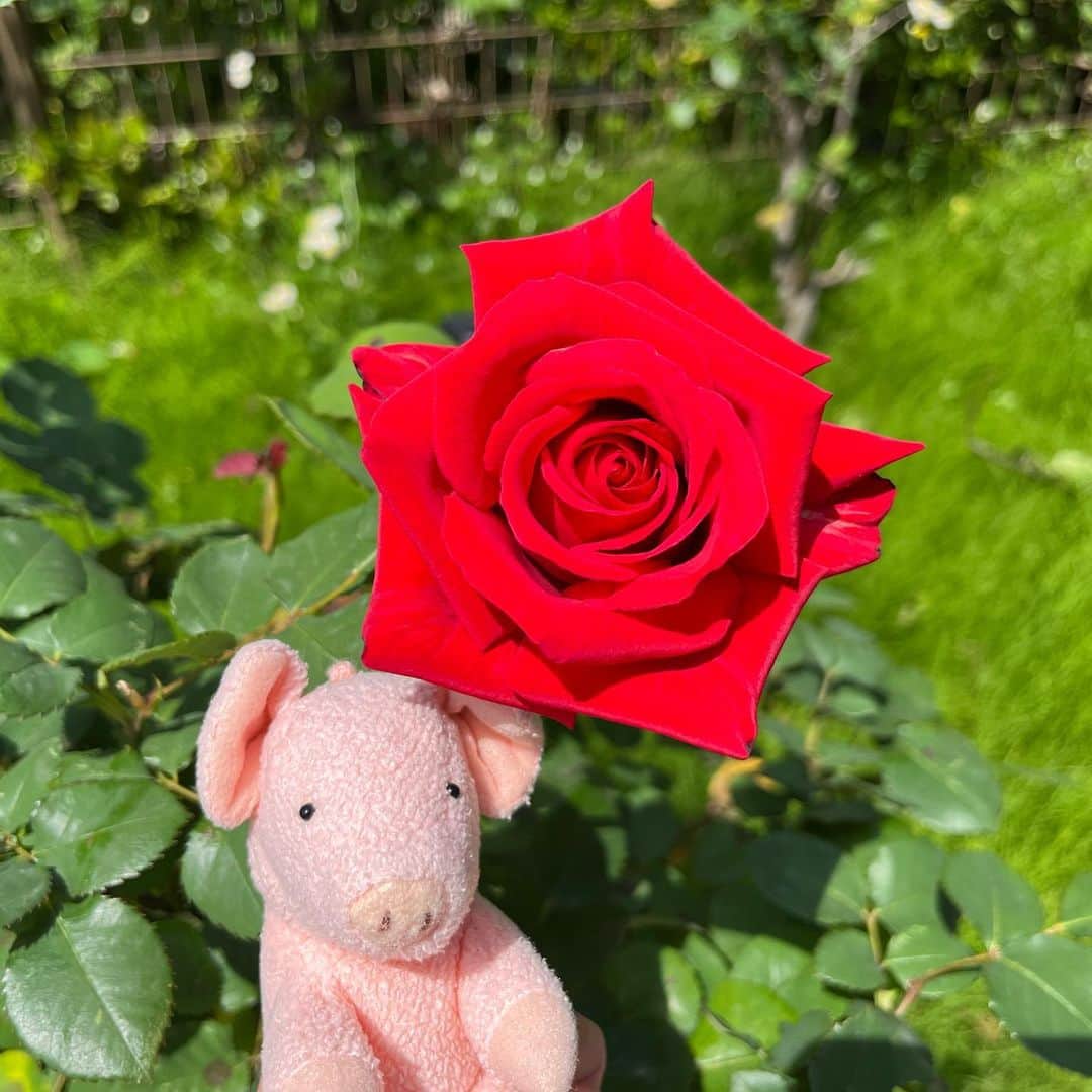 矢崎存美のインスタグラム：「ご近所をお散歩してきました。この時期は、やはり花と一緒に写真を撮りたいから。花はみんなきれいだったけれど、香りに関してはジャスミンが猛威をふるっていました。近くに咲いてるバラも、全部ジャスミンの香り。けど、咲き始めでまだつぼみも多い時期に香りを楽しめたのはうれしい。いつもはけっこう終わりかけでね……。 #ぶたぶた #山崎ぶたぶた #矢崎存美 #バラ #ジャスミン #ツツジ」