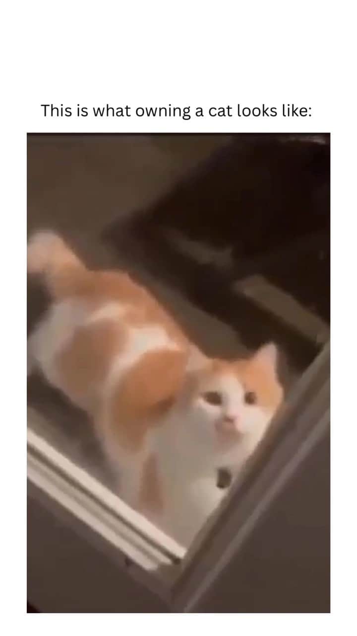 insta_animalのインスタグラム