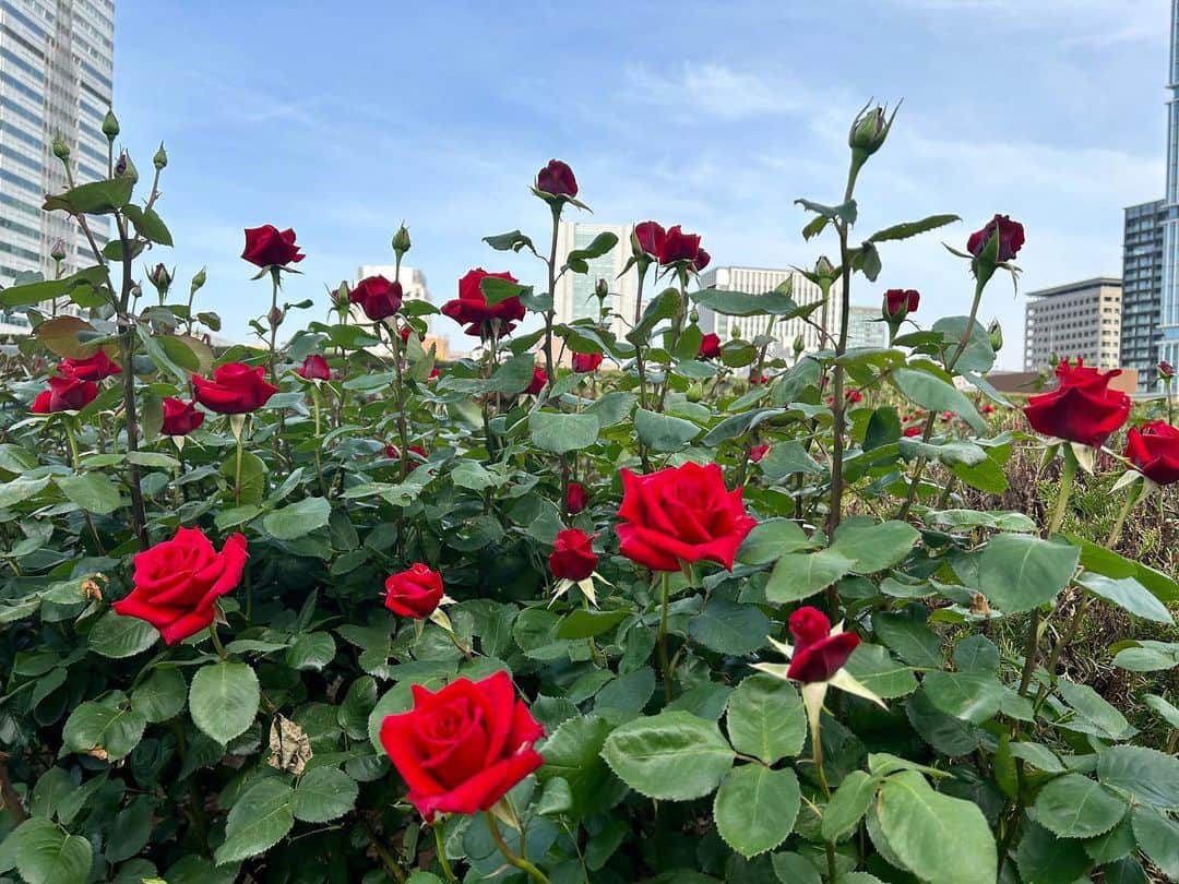 ホテル ニューオータニさんのインスタグラム写真 - (ホテル ニューオータニInstagram)「【本日のレッドローズガーデン／Red Rose Garden Virtual Tour🌹】  一部の場所で開花が始まりました。中央のガゼボの蕾も膨らんで来ています。  The Red Rose Garden, is a rooftop garden with 30,000 roses of 30 different varieties in full bloom. The garden will be opened to select guests.  Please enjoy a moment of natural beauty and elegance in this "secret garden" in the heart of the city.  For reservations and details, click the "Red Rose Garden" banner from the URL in @hotelnewotanitokyo's profile👆.  4/29より 《レッドローズガーデンスペシャルマンス🌹》  2023年4月29日（土・祝）～6月4日（日） 時間：10:00～18:00（最終入場17:30）  30種3万輪のバラが咲き誇る屋上庭園Red Rose Gardenを一部の方に向けて特別に開放！期間限定イベントも開催いたします。  都心の"秘密の花園"で、優雅なひとときをお過ごしください。  ◇ご予約・詳細は@hotelnewotanitokyo プロフィールのURLより「Red Rose Garden」バナーをタップ👆  入園対象者： ＜先行公開＞4月29日（土・祝）〜5月7日（日） ♦ニューオータニクラブ会員の皆さま（ご同伴のお客さまは2名さままで） ♦エグゼクティブハウス 禅にご宿泊中のお客さま ♦レッドローズガーデンイベントご参加のお客さま ♦ご記入済みのニューオータニクラブ入会申込書をご持参の方（1グループ3名さままで） ♦ニューオータニクラブVISAカードのオンライン入会お申し込みをお済みの方（1グループ3名さままで） ※お申込番号やお申し込み受付のお知らせメールなど、ご証明のものをご提示いただきます。  ＜特別公開＞5月8日（月）～6月4日（日） ♦ニューオータニクラブ会員の皆さま（ご同伴のお客さまは2名さままで） ♦ホテルニューオータニ（東京）にご宿泊中のお客さま ♦レッドローズガーデン入場券付レストランプランをご利用のお客さま ♦ご記入済みのニューオータニクラブ入会申込書をご持参の方（1グループ3名さままで） ♦ニューオータニクラブVISAカードのオンライン入会お申し込みをお済みの方（1グループ3名さままで） ※お申込番号やお申し込み受付のお知らせメールなど、ご証明のものをご提示いただきます。 ※混雑時や婚礼の写真撮影時などは入場制限を実施しますので、お待ちいただく場合がございます。   #レッドローズガーデン #ローズガーデン #バラ園 #バラ #バラのある暮らし #ガーデニング  #rosegarden #roses #redrosegarden  #ホテル #東京ホテル #ホテルステイ  #ホテルニューオータニ #ニューオータニ #hotelnewotani #newotani #赤坂見附 #赤坂 #四ツ谷 #紀尾井町  #tokyo #japan #tokyotrip  #tokyotravel #tokyohotel  #virtualtour #forbestravelguide #futuretravelguide #thepreferredlife」4月21日 16時13分 - hotelnewotanitokyo