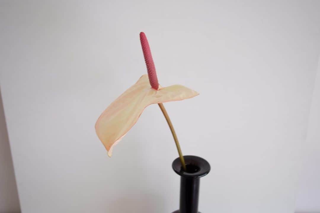 大田由香梨さんのインスタグラム写真 - (大田由香梨Instagram)「Anthurium/ アンスリウム　  花言葉は「飾らない美しさ」  そのままで十分すぎる  存在が美  植物の美しさは、異次元でございます🥹🙏🏻🪐  Thanks:@yukiya.terai」4月21日 16時26分 - otayukari