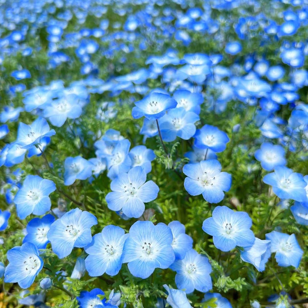 筧沙奈恵さんのインスタグラム写真 - (筧沙奈恵Instagram)「ネモフィラ💠 ・ 千葉県にある清水公園に行ってきました！施設内にある「花ファンタジア」では、今ネモフィラが見頃！ ・ 一面ブルーのネモフィラが咲いていて、とってもキレイでした😍 ・ 他にも色々なお花やキレイに形が整えられた植物がたくさんあって、写真を撮りたくなるスポットがたくさん！ ・ 休憩はcaféるぴなすにて🍽 ネモフィラソーダや落花生アイスなど、ちょっと変わったメニューが豊富でした！目にも楽しくて、味も美味しかった✨ ・ 小腹を満たして、さらに散策🍨🧇 ・ いい空気を吸いながら自然の中をお散歩するのも気持ちよかった✨ ・ この日は前日に雨が降っていてアスレチックがお休みだったので、次回はアスレチックにも挑戦したいと思います😍 ・ #supported #清水公園 #shimizukoen #花ファンタジア #カフェるぴなす #ネモフィラ #フラワーパーク #フラワーガーデン #花 #お出かけ #お出かけスポット#花のある暮らし #写真好きな人と繋がりたい #花好きな人と繋がりたい　#千葉県 #野田市 #写真撮ってる人と繋がりたい #写真好きな人と繋がりたい #ファインダー越しの私の世界 #最高 #子連れお出かけ　#2児ママ　#2児パパ」4月21日 16時31分 - sanaekakei