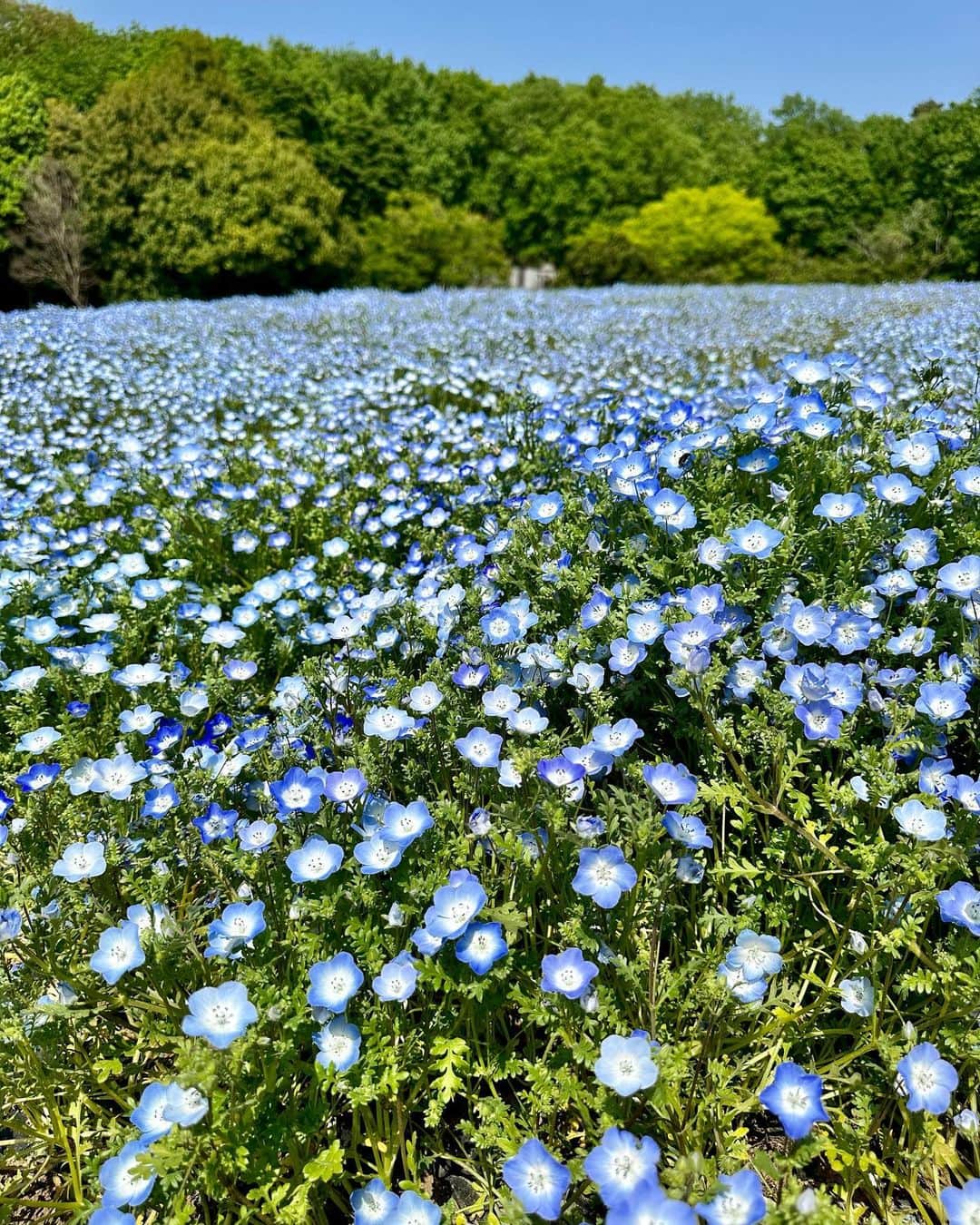 ゆかちんさんのインスタグラム写真 - (ゆかちんInstagram)「ネモフィラ畑💠🪻🩵  肉眼で見るネモフィラは美しくて圧巻された🩵••• この時期にしか見れないから行けれて すごく嬉しい💠良い思い出が増えた🪻💎  #森林公園 #ネモフィラ #ネモフィラ畑  #ネモフィラの丘 #ホワイトコーデ  #ワンピースコーデ #国営武蔵丘陵森林公園」4月21日 16時51分 - y__chan___