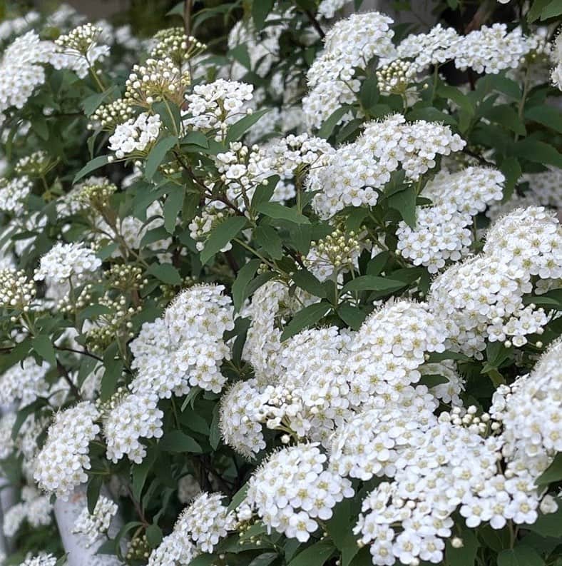 伊藤蘭さんのインスタグラム写真 - (伊藤蘭Instagram)「💙 今日は温かないいお天気で 良かったです☺️ コデマリの白い花が とても綺麗でした✨ ⁡ #伊藤蘭 #4月21日 #コデマリ✨」4月21日 16時54分 - ranito_official