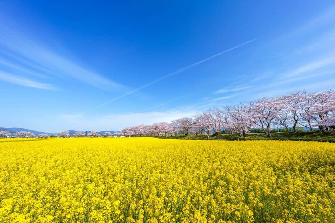 のインスタグラム：「＼菜の花の絨毯😳✨藤原宮跡／ 本日は、奈良・藤原宮跡からパシャリ📸  694年に完成した日本初の都城、「藤原京」の中心・「藤原宮」。 宮跡内の花園では、地元の方々により春から秋にかけてさまざまな花が植栽され、春には約250万本もの菜の花が満開になります！  菜の花だけでも圧巻の風景ですが、タイミング良く周辺の桜とともに満開を迎えれば、なかなか見ることのできない絶景が広がります🌟 もう菜の花の見頃は終わってしまったようですが、夏はハマナス、秋はコスモスと四季折々の風景を楽しむことができるようなので、皆さん足を運んでみてはいかがでしょうか？  みなさんオススメの関西のスポットがあれば、コメントで教えてください！  #関西電力　#灯りフォト部 #奈良　#藤原宮跡　#花見　#お花見　#菜の花　#お花畑　#桜 #日本の絶景　#日本の景色 #関西旅行　#関西観光　#奈良旅行　#奈良観光　 #カメラ好きな人と繋がりたい　#写真好きな人と繋がりたい」