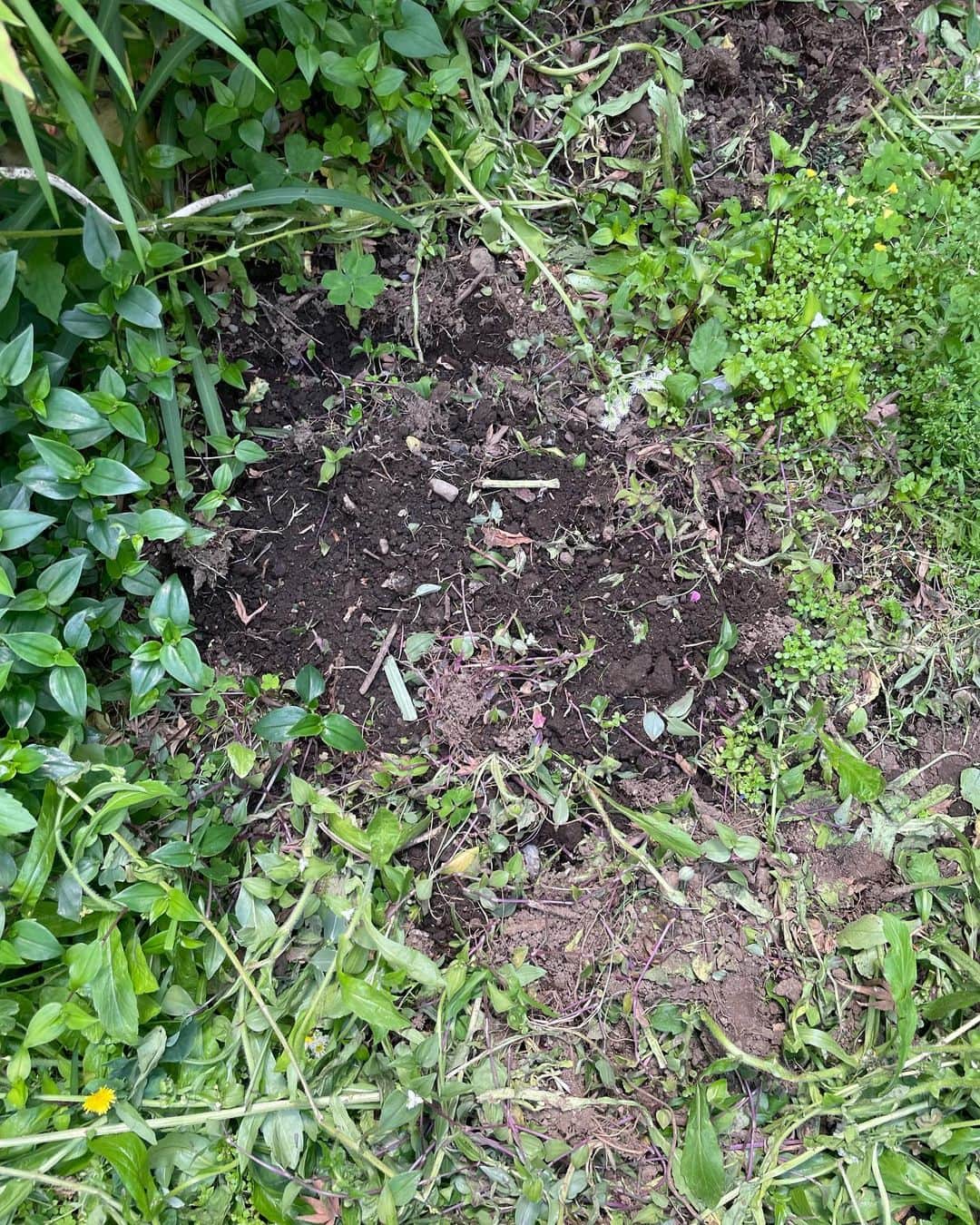 北原徹さんのインスタグラム写真 - (北原徹Instagram)「その名の通り猫の額ほどの庭なのですが、畑的なことをできる範囲でやってみようかな、と。とはいえともにLPレコードのジャケットの広さがあるかないかほど。しかも畑の体さえなしていません。まずは実験。軽く掘って、土をほぐして、種を植えました。1枚目はルッコラ。2枚目は枝豆です。 さてさて、どうなることやら。 #畑づくりはじめました #ルッコラ #枝豆栽培 #栽培実験 #畑 #畑のある暮らし」4月21日 17時28分 - torukitahara