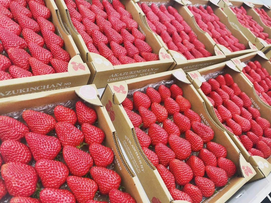 山本浩司さんのインスタグラム写真 - (山本浩司Instagram)「苺しか食べませ〜ん。」4月21日 17時41分 - yamamoto.tm3