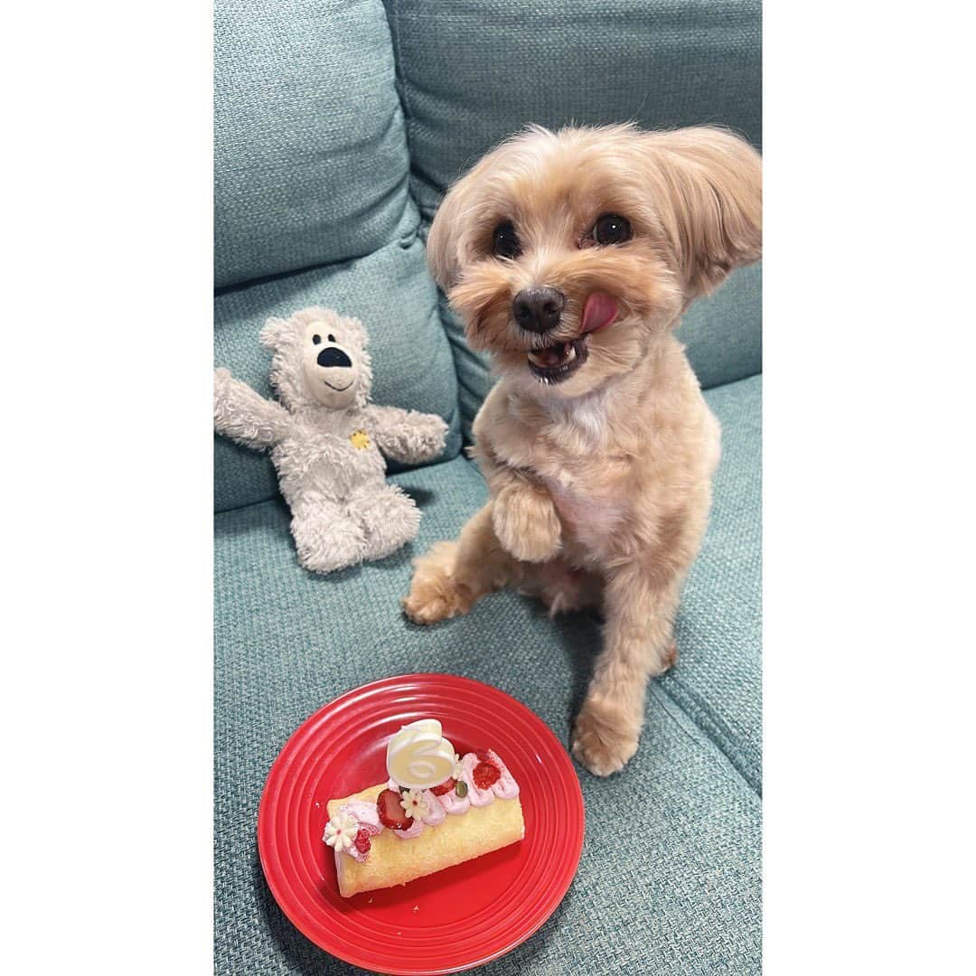 木本夕貴さんのインスタグラム写真 - (木本夕貴Instagram)「うちのモハ🐶がお誕生日でした🎂 6さいです！モハ！おめでとう💗💗💗  めちゃくちゃクリームを口につけてガブガブ食べていました、次の日はご飯少なめにしました😂🎂  かわいいですなあ🐶💗🐶💗  #まるぷー  #マルプー #まるぷー連合  #マルプー連合」4月21日 17時43分 - yuuki___kimoto