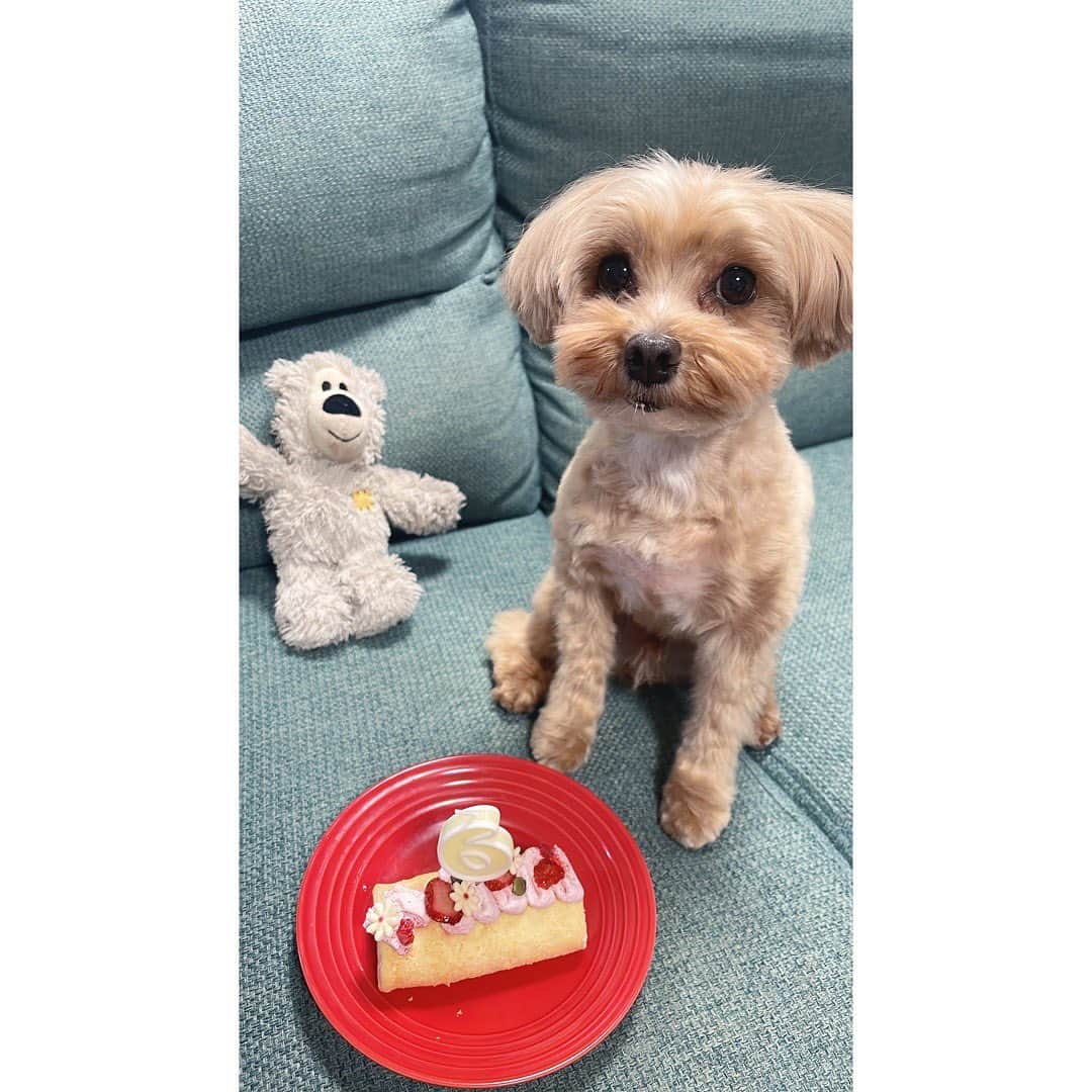木本夕貴のインスタグラム：「うちのモハ🐶がお誕生日でした🎂 6さいです！モハ！おめでとう💗💗💗  めちゃくちゃクリームを口につけてガブガブ食べていました、次の日はご飯少なめにしました😂🎂  かわいいですなあ🐶💗🐶💗  #まるぷー  #マルプー #まるぷー連合  #マルプー連合」