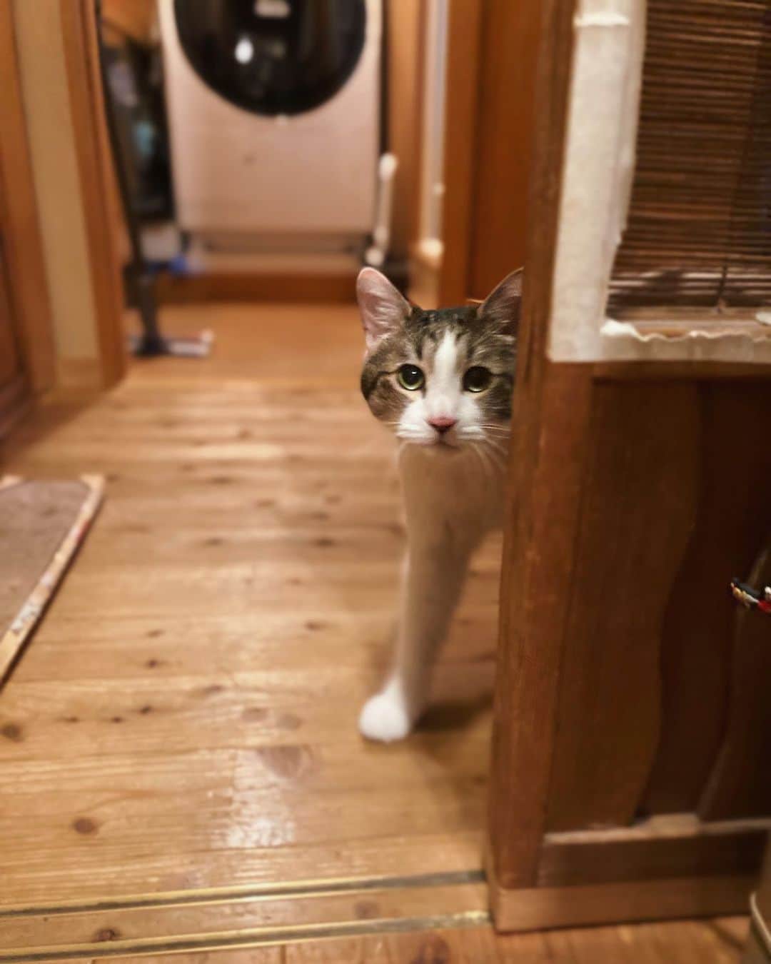 野村真季のインスタグラム：「いない、いない、ばぁ。  #プラトン #12歳  #猫のいる暮らし #ねこのいる生活」