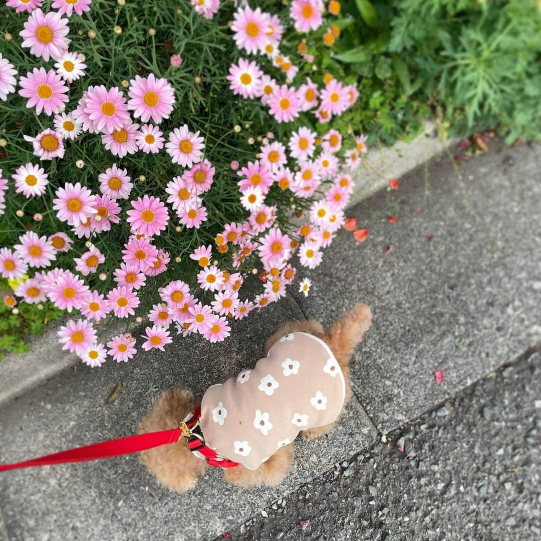 ふわさんのインスタグラム写真 - (ふわInstagram)「かわいい お洋服が届きました!! @moncheri.dog   接触冷感加工されているので 暑い日にピッタリ。 本日も暑かったので 早速、ふわ散歩で着用。 かわいい♡  #toypoodle#toypoodlegram#dogsofinstagram#instadog#doglover#doglife#cutedog#dog#fuwamama#ふわ#ふわもこのふわ#トイプードル#ふわもこ部#犬バカ部#親バカ部#犬のいる暮らし#いぬすたぐらむ#moncheri」4月21日 18時03分 - huwayama