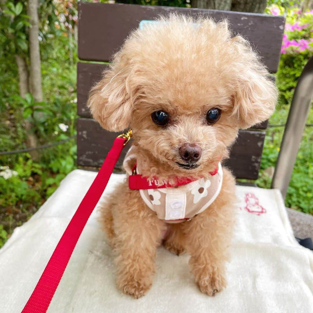 ふわのインスタグラム：「かわいい お洋服が届きました!! @moncheri.dog   接触冷感加工されているので 暑い日にピッタリ。 本日も暑かったので 早速、ふわ散歩で着用。 かわいい♡  #toypoodle#toypoodlegram#dogsofinstagram#instadog#doglover#doglife#cutedog#dog#fuwamama#ふわ#ふわもこのふわ#トイプードル#ふわもこ部#犬バカ部#親バカ部#犬のいる暮らし#いぬすたぐらむ#moncheri」