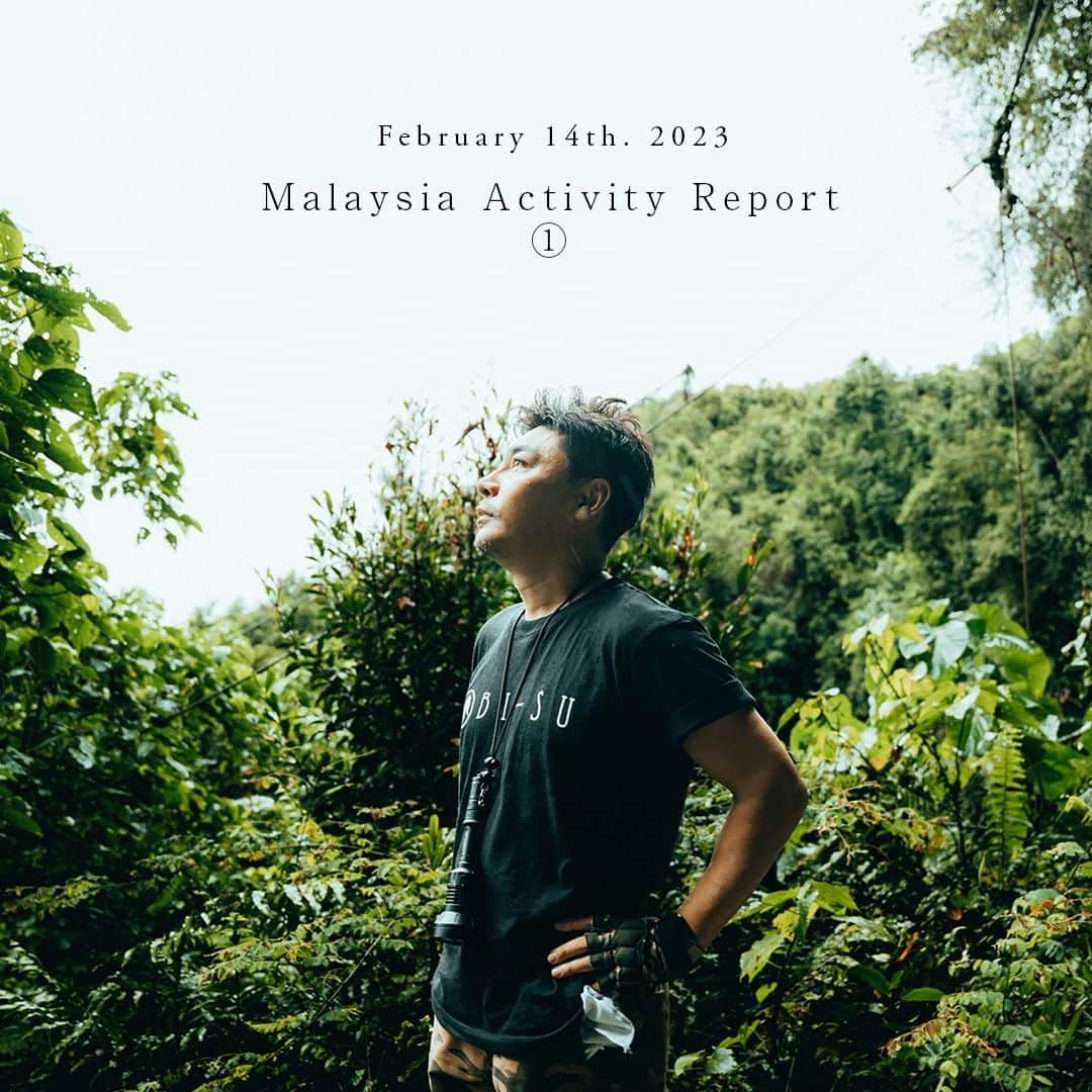 美巢（BI-SU） のインスタグラム：「Malaysia Activity Report ①  This year, Inatomi went to Malaysia again to collect swiftet's nests and to plant trees, and have returned safely to Japan.  The swiftlet's nest is a treasure trove of sialic acid, an essential ingredient for our bodies, and holds unknown possibilities.  Swiftlets do not use their nests again once it has been used to raise their young. Therefore, a swiftlet's nest is a complete blessing of nature that does not cause any damage to the natural environment.  However, the sad reality is that because of their rarity, they are traded at high prices as overhunting and poaching continue, and swiftlets and their nests are being polluted by human ego.  In addition, farmed swiftlet's nests and imitations are prevalent in the market, and it is said that it is the most difficult ingredient to identify as genuine .  That is why, since its establishment, BI-SU director himself has always gone to Malaysia every year to collect only nests in caves that are managed by the Malaysian government, where it is confirmed that the chicks have definitely left the nest, to respect the habits of swiftlets and to continue to prove that the product is truly valuable and authentic.  "One's beauty and health should not come at the expense of something else"  We will continue to deliver surprise and happiness to the world through our 100% natural swiftlet's nest, aiming to be a sustainable brand that is friendly to animals, the Earth, and humans.  #bisu #美巢bisu #birdnest #superfood #beauty #health #skincare #美巢BISU #sustainability #gift」