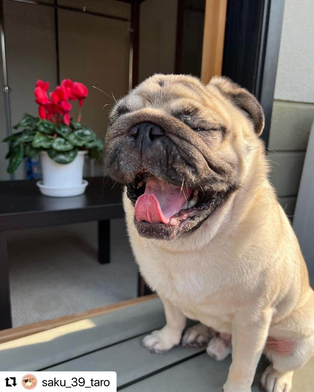 のインスタグラム：「#Repost saku_39_taro さんの朔太郎くん。  早起きして あ〜眠い🥱  大きなあくびは 誰にも負けないね😆  ハッシュタグ #いぬのきもち #ねこのきもち に投稿いただいた可愛い写真をご紹介しています！ 「いぬのきもちWEB　MAGAZINE」、「ねこのきもちWEB MAGAZINE」でもご紹介させていただくことも！  -------------------  .  #いぬ #いぬすたぐらむ #いぬのいる暮らし #いぬのきもち #いぬ好き #犬 #犬好きさんと繋がりたい #犬のいる生活 #犬と暮らす #犬好き #dog #dogsofinstagram #dogstagram  #pug #パグ」