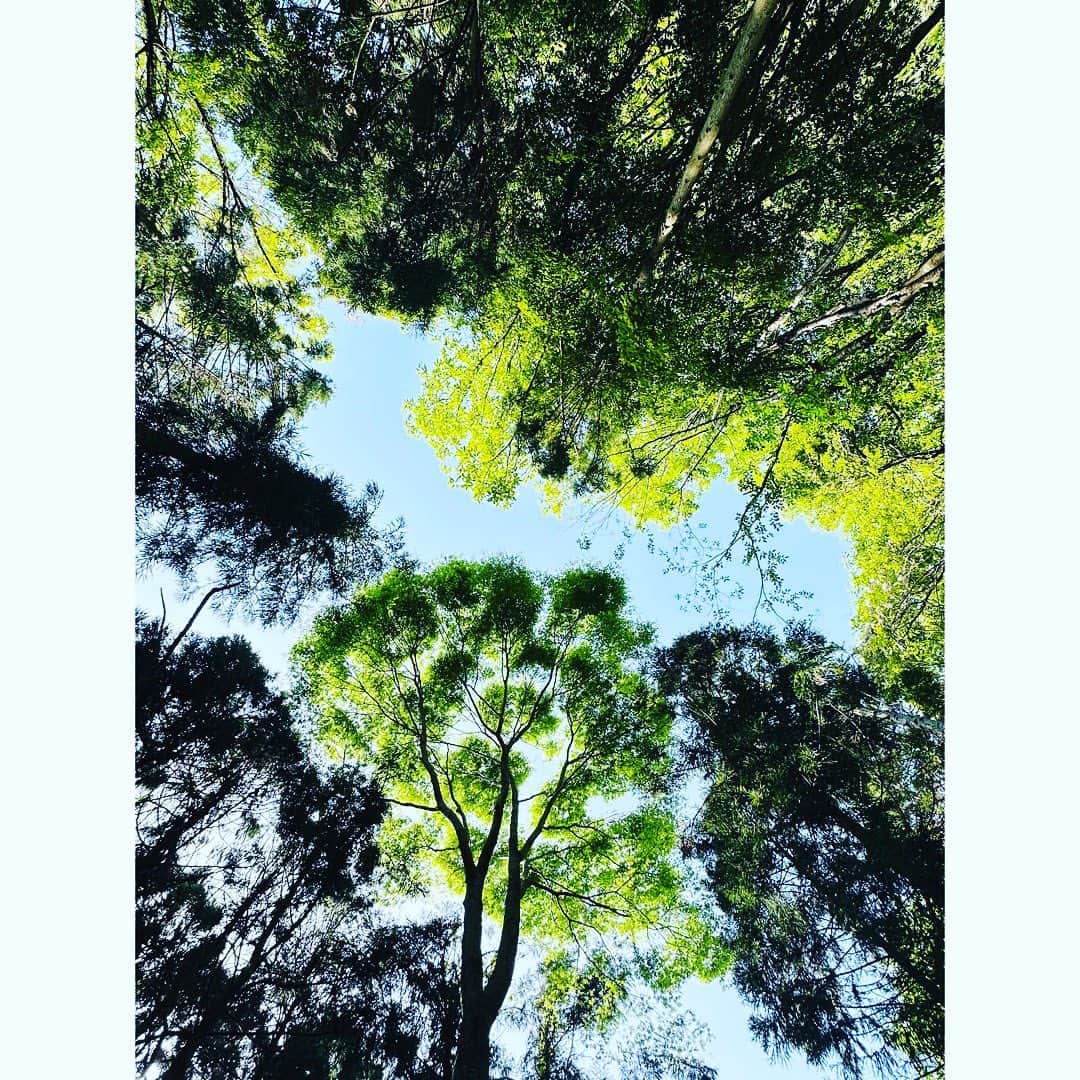 天寿光希さんのインスタグラム写真 - (天寿光希Instagram)「. 奇跡の木 . 山に登った 新緑の美しさに、心がプルンプルンになった . 一本の木に出会った 足が止まった その木は根本が折れていた 斜めになってもなんとか立とうとしていた 周りの細い木々が巻き付き、支え合って ３本で一つの〝木”として生きていた . 山の木々がモリモリしてる 一本一本、姿形は違う個であり 尊重し合い 共存して 〝山”なんだ . こんな生き方 したいなぁーーー❕  緑を見て 心プルンプルンに なってもらえたら♡ Love and peace.  #tree  #seacretplace  #loveandpeace  #tenten」4月21日 18時16分 - mitsuki_ten10