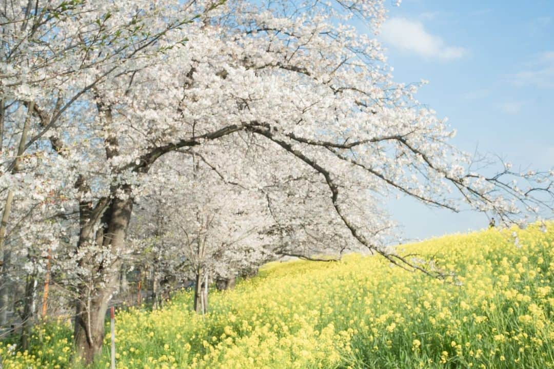 江守沙矢さんのインスタグラム写真 - (江守沙矢Instagram)「ここは土手だから桜との距離がめちゃくちゃ近いの  #熊谷桜堤 #日本桜100選 #日本さくら名所100選  #桜 #sakura #桜と菜の花 #日本の桜 #springflower #springday #kumagaya #ポートレート #portrait #springflower  #japanspring #japanesegirl  #さくら  #photo #photography 　#jalan_sakura2023 #sakuraportraits  #写真に物語を #物語のある写真を撮りたい  #カメラで日常に魔法を  #絵みたいな写真  #カメラ女子 #季節のポートレート #カメラのある生活　#透明感のある世界 #日々是好日　#日常をドラマチックに #日常をきりとる」4月21日 18時19分 - saya_emori