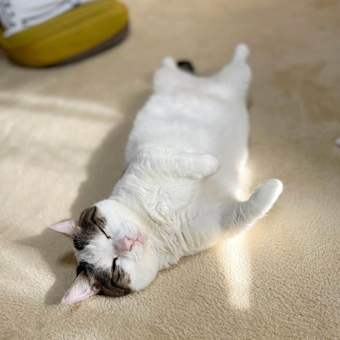 ひのき猫さんのインスタグラム写真 - (ひのき猫Instagram)「お昼寝中( ˘ω˘ ）ｽﾔｧ…」4月21日 18時21分 - hinoki.cute.kitten