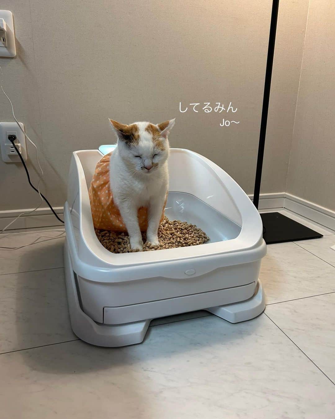 マルさんのインスタグラム写真 - (マルInstagram)「🉐猫のトイレ【トレッタ】 お得なキャンペーンを開催中ですよ  トイレに入った回数や滞在時間、尿量、体重、している動画も確認できる カメラ付きの猫のトイレ【トレッタ】を 使うようになってから マルちゃんのトイレパターンを 知ることができ健康管理に役立ててます。 外出してても『トイレ入りました』って お知らせが届くので🤭うふって 思いながら動画見るのも楽しいです。 ₍^·͈༝·͈^ฅみみん💦  🔸総額 ６，９７８円分🔸 お得になるキャンペーンを開催中 【キャンペーン期間】 4月12日(水)から4月30日(日)  🔸トレッタ本体2,000円OFF 🔸初月1,480円→無料 🔸砂 (1,980円相当) プレゼント 🔸シート (1,518円相当) プレゼント  詳細は本日の ストーリーズのリンクをタップしてね♡ ハイライトにも(期限あり)残します。  @toletta.cat #トレッタ #PR  #猫動画#猫のトイレ #もふもふ#猫との暮らし#三毛猫#猫#cat#ねこ部#ペコねこ部#にゃんすたぐらむ#みんねこ#ねこのきもち#🐈 #catstagram#catsofinstagram#gato」4月21日 18時26分 - maruruna