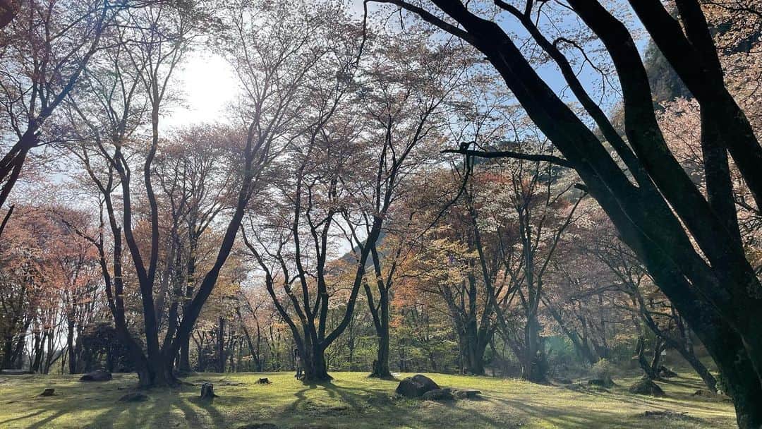 のインスタグラム：「今週もお疲れ様🌸  １枚目、どこにいるでしょうか？  #かくれんぼ  #正確には隠れていない #のぞいてるだけ👀  #アメブロの方が難しいね　 #吉田桃華」