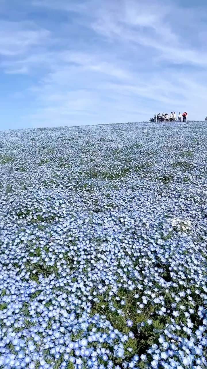 のインスタグラム：「動画もつくったから載せちゃう💙 こんなに天気良い日に行ったの初めてかも🥰 本当に素敵な場所🕊  OPはお気に入りのコフレフルールのラベンダー 着ていこうと決めてたんだ1着😌💕 ふわふわしてかわいい🥹  #ひたち海浜公園#ネモフィラ畑#ミシェルマカロン#michellmacaron」