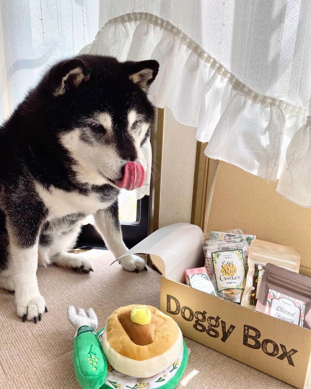 あやかさんさんのインスタグラム写真 - (あやかさんInstagram)「バフィーたんが、4月のDoggy Boxをご紹介♡  4月はパンケーキ🥞がテーマ って可愛すぎる😂♡ バフィさん、ドギボを見ると 美味しいのがある！と認知したのか じゅるりとしております😂 （2枚目） 喜んでくれて何より☺️❤️ . . @doggybox_jp  #doggybox #ドギーボックス #ドギボ #4月のドギボ #柴犬 #黒柴 #しばいぬのいる生活 #しばいぬのいる暮らし #黒柴のいる暮らし #シニア犬 #pr」4月21日 18時49分 - __aya.aya.aya__