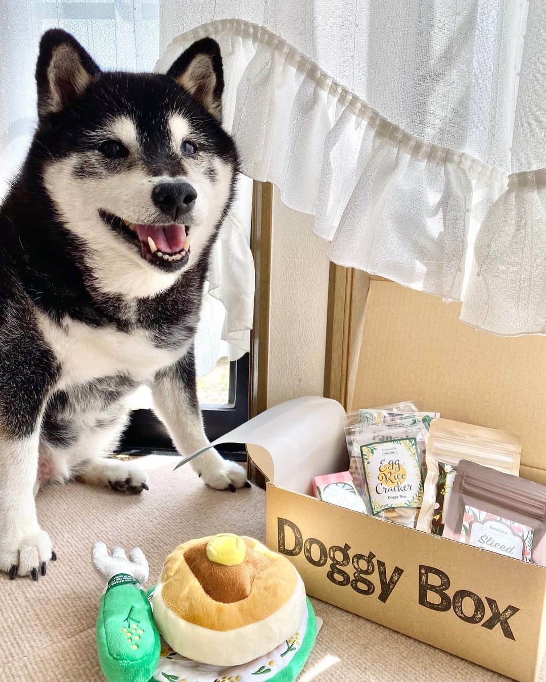 あやかさんさんのインスタグラム写真 - (あやかさんInstagram)「バフィーたんが、4月のDoggy Boxをご紹介♡  4月はパンケーキ🥞がテーマ って可愛すぎる😂♡ バフィさん、ドギボを見ると 美味しいのがある！と認知したのか じゅるりとしております😂 （2枚目） 喜んでくれて何より☺️❤️ . . @doggybox_jp  #doggybox #ドギーボックス #ドギボ #4月のドギボ #柴犬 #黒柴 #しばいぬのいる生活 #しばいぬのいる暮らし #黒柴のいる暮らし #シニア犬 #pr」4月21日 18時49分 - __aya.aya.aya__