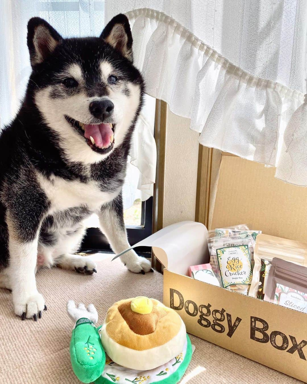 あやかさんのインスタグラム：「バフィーたんが、4月のDoggy Boxをご紹介♡  4月はパンケーキ🥞がテーマ って可愛すぎる😂♡ バフィさん、ドギボを見ると 美味しいのがある！と認知したのか じゅるりとしております😂 （2枚目） 喜んでくれて何より☺️❤️ . . @doggybox_jp  #doggybox #ドギーボックス #ドギボ #4月のドギボ #柴犬 #黒柴 #しばいぬのいる生活 #しばいぬのいる暮らし #黒柴のいる暮らし #シニア犬 #pr」