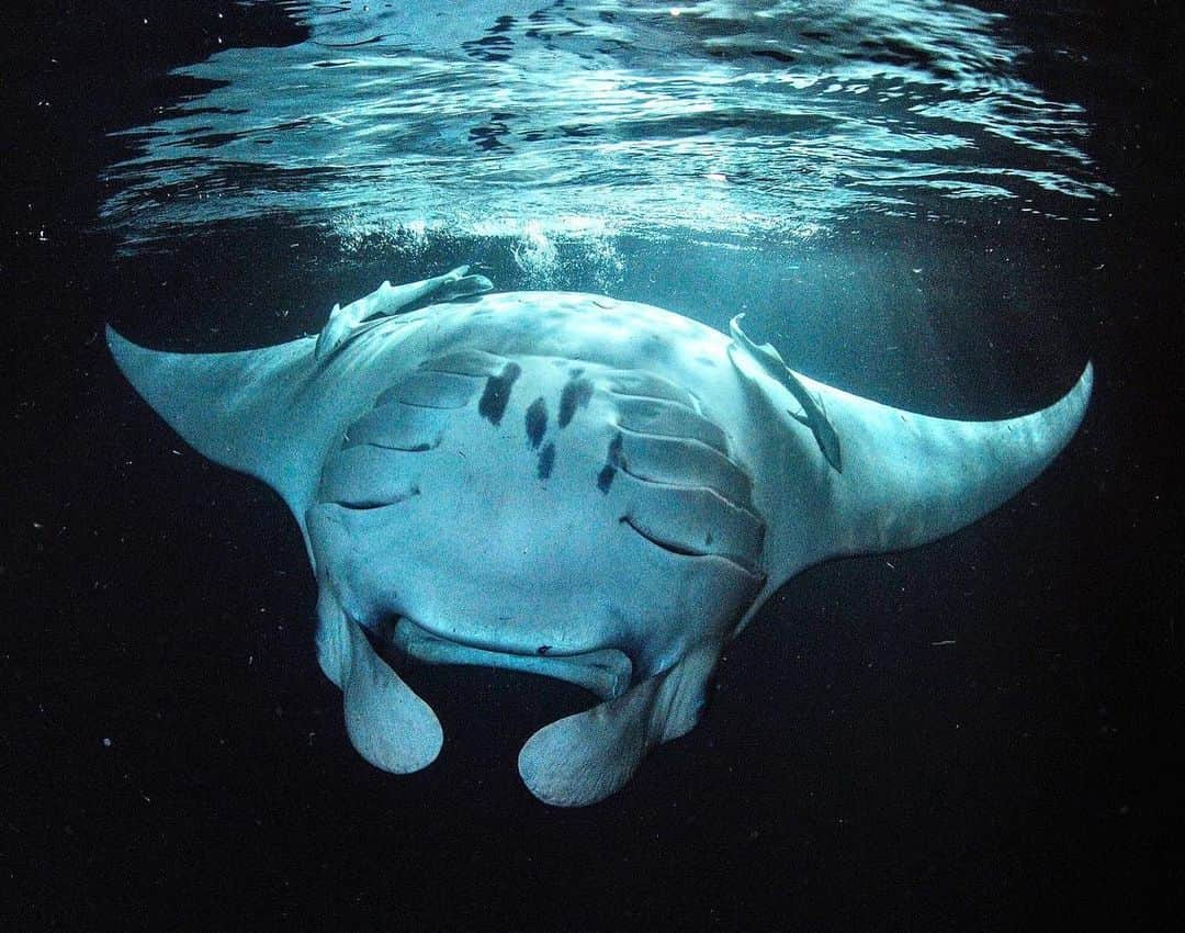 Thomas Peschakさんのインスタグラム写真 - (Thomas PeschakInstagram)「This is the last thing plankton sees when trapped in Hanifaru bay during a manta ray feeding frenzy. Despite their large size mantas feed almost exclusive on tiny zooplankton, mainly microscopic crustaceans, crab like animals. This photograph was part of my first ever story for @NatGeo magazine, shot in 2008 and published in 2009 @mantatrust #mantarays #underwater #underwaterphotography #mantas #plankton #hanifaru #maldives #nikonambassador @nikoneurope」4月22日 4時46分 - thomaspeschak