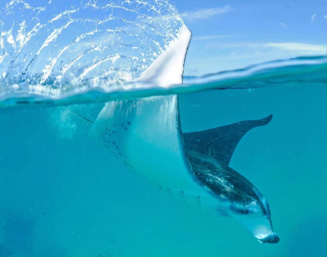 Thomas Peschakさんのインスタグラム写真 - (Thomas PeschakInstagram)「This is the last thing plankton sees when trapped in Hanifaru bay during a manta ray feeding frenzy. Despite their large size mantas feed almost exclusive on tiny zooplankton, mainly microscopic crustaceans, crab like animals. This photograph was part of my first ever story for @NatGeo magazine, shot in 2008 and published in 2009 @mantatrust #mantarays #underwater #underwaterphotography #mantas #plankton #hanifaru #maldives #nikonambassador @nikoneurope」4月22日 4時46分 - thomaspeschak