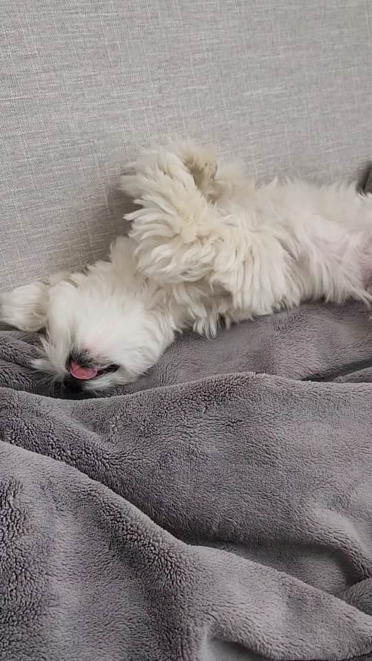 Toby LittleDudeのインスタグラム：「Work is overrated 👊  #theothemaltese #maltese #puppy #dogsofinstagram #cutedog #furbaby #doggo #idontwanttowork #malteseofinstagram」