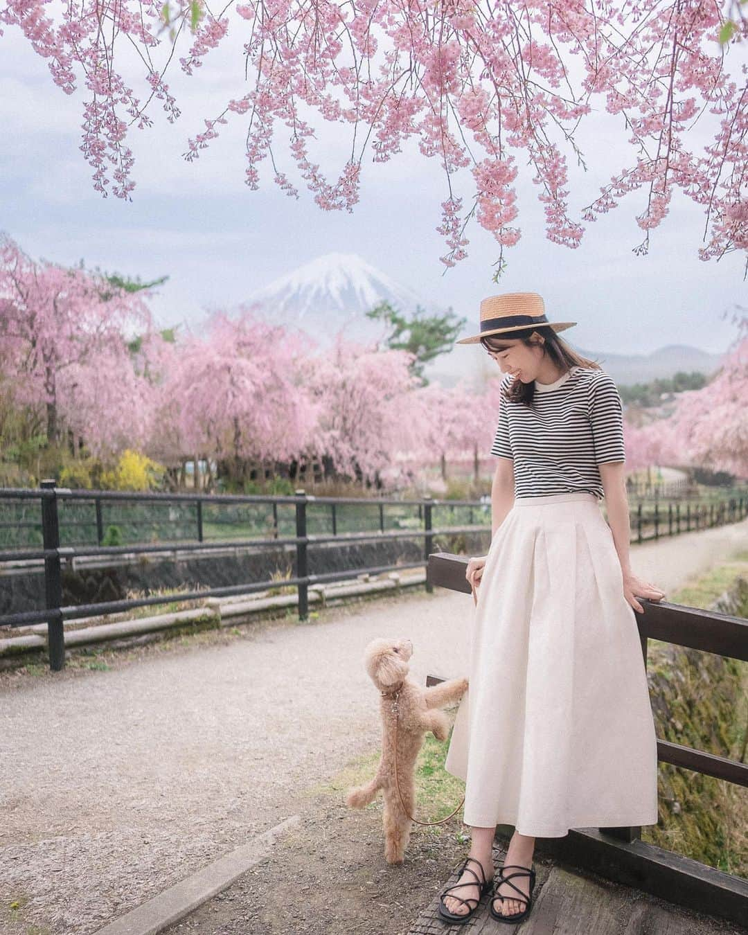 mikicoco00のインスタグラム：「⁡ ⁡ まだまだ綺麗に咲いてました🗻🌸 🐶「抱っこして？」 手の曲げ具合と上目遣いがとっても上手ね🥹笑 ⁡ コーデは先日も載せた#リブボーダークルーネックt  5分袖が大人可愛い♡ 丈は長めで、細めのデザインなので、 インしてもスッキリ見えるところがお気に入り🙆🏻‍♀️ ⁡ 古民家もあったり、着物や侍の方もいたり😳 とっても楽しかった♡ お団子も美味しかった〜🙈🍡 ⁡ #UNIQLO #uniqlotshirt #ユニクロ#uniqlo2023SS  #あんめるさん」