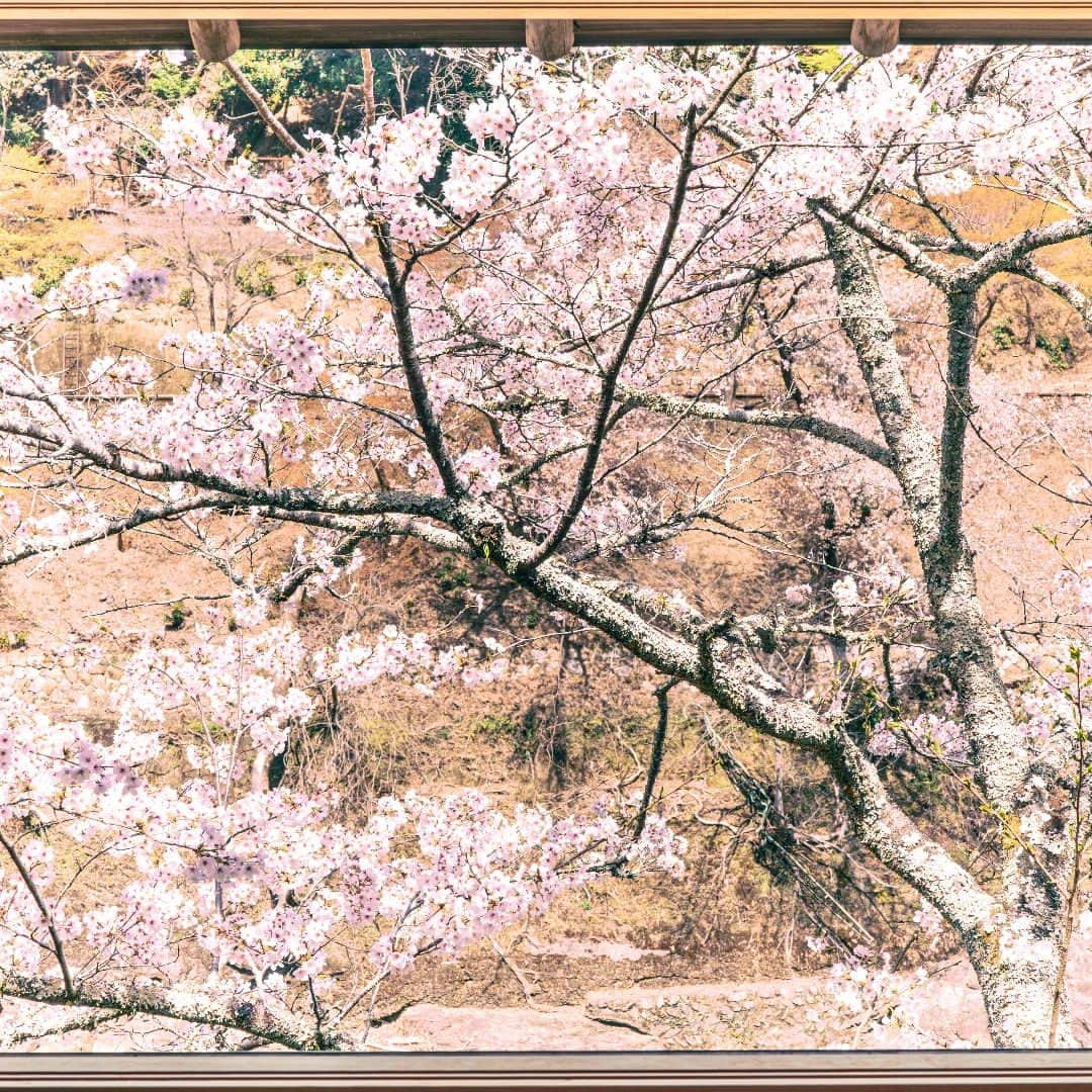 HOSHINOYA｜星のやのインスタグラム：「Why not relax by the window in the beautiful spring sunshine? Listen carefully. The chirping of the Japanese bush warbler will soothe your soul.  春の麗らかな陽気に包まれながら、窓辺で寛いでみてはいかがでしょうか。 耳を澄ませてみてください。ウグイスのさえずりが、あなたの心を癒してくれるでしょう。  #hoshinoyakyoto #hoshinoya #hoshinoresorts #kyoto #arashiyama #kyotojapan #kyototrip #japantrip #travel #ryokan #luxuryresort #luxuryhotels #cherryblossom #星のや京都 #星のや #星野リゾート  #京都 #嵐山 #京都ホテル #京都旅館 #おこもり宿 #リゾートホテル #京都旅行 #桜」