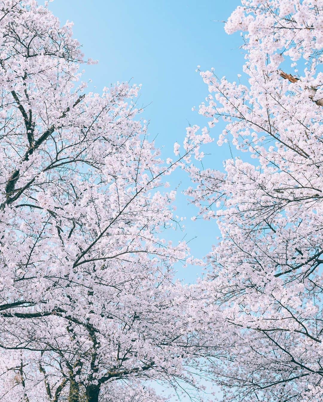 yukiさんのインスタグラム写真 - (yukiInstagram)「#観音山公園 #水道山公園 #桜 ・ 『桜咲く季節に…』 The scenery we have seen Another story  ・ ・ __________________________ 日々の撮影記事やコラム更新中！ ・・・・・・・・・・・・・・・ ◉FAN限定サイト◉ https://www.fansnet.jp/sty830 __________________________  #instagram #instagramjapan #bestjapanpics #wonderful_places #hello_worldpics #earthfocus #earthofficial #beautifuldestinations #fantastic_earth #travelanddestinations  #awesomepix #visualambassadors #earthpix #visitjapanjp #travelingthroughtheworld #artofvisuals #bestplacestogo #discoverer #welivetoexplore #tokyocameraclub」4月21日 21時06分 - sty830