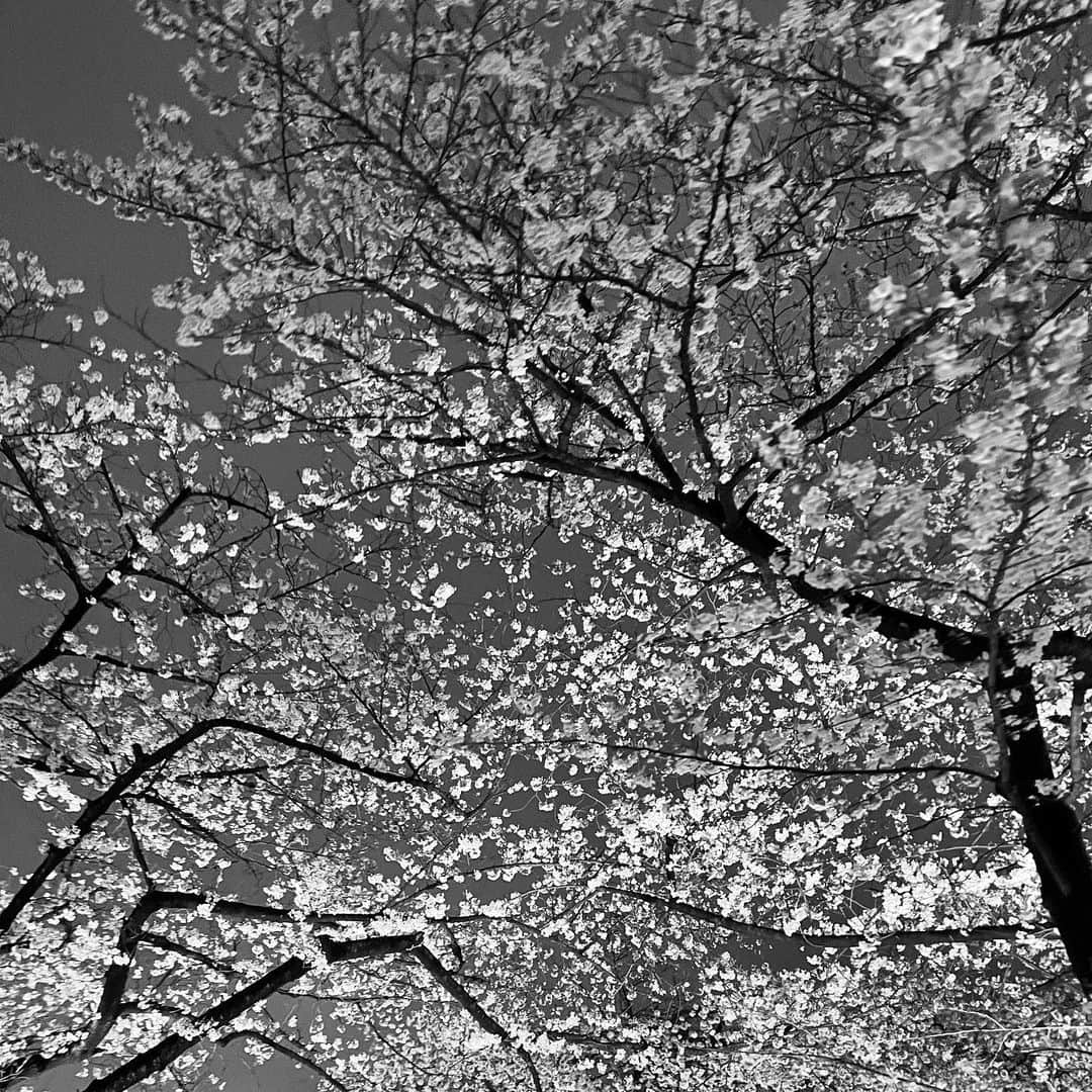 藤林泰也さんのインスタグラム写真 - (藤林泰也Instagram)「花が咲くところには希望も咲く レディ・バード・ジョンソン」4月21日 21時00分 - yasunari_fujibayashi