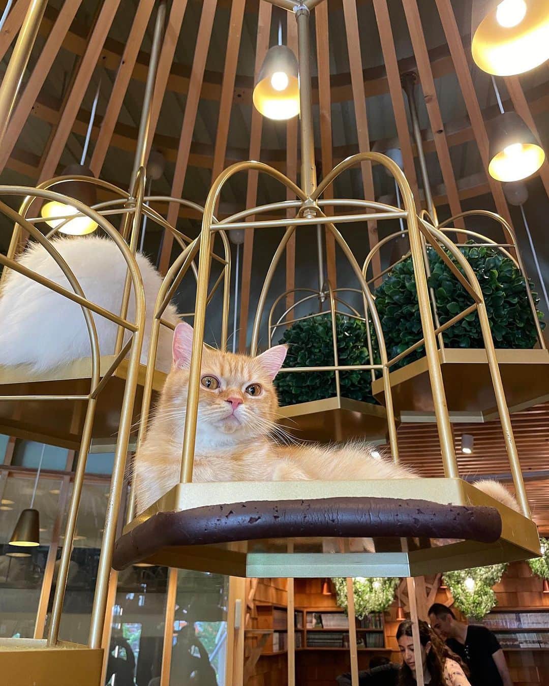林咲希さんのインスタグラム写真 - (林咲希Instagram)「初めて猫カフェ行った🐈‍⬛！ ちゃんと猫と触れ合うの初めてでもすっごい楽しめた〜！  みんな大人しくてかわいいけど、推しは1枚目の子🫶🏻 ・ ・ ＊秋葉原店 @mocha_akihabara」4月21日 21時01分 - saki_10_16