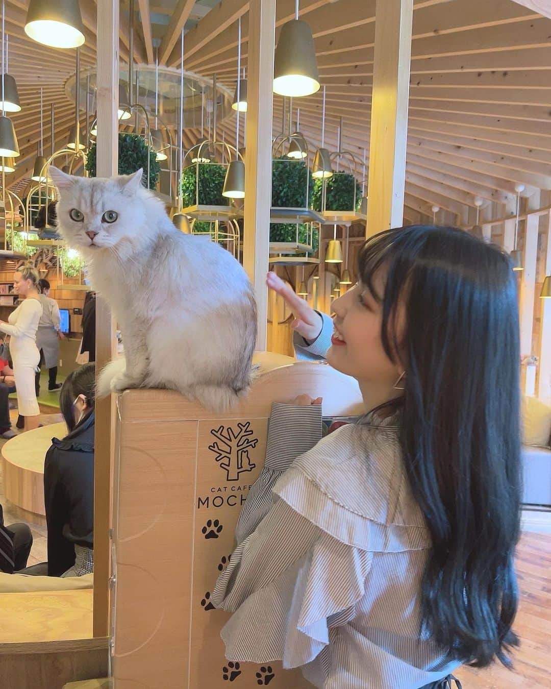 林咲希のインスタグラム：「初めて猫カフェ行った🐈‍⬛！ ちゃんと猫と触れ合うの初めてでもすっごい楽しめた〜！  みんな大人しくてかわいいけど、推しは1枚目の子🫶🏻 ・ ・ ＊秋葉原店 @mocha_akihabara」