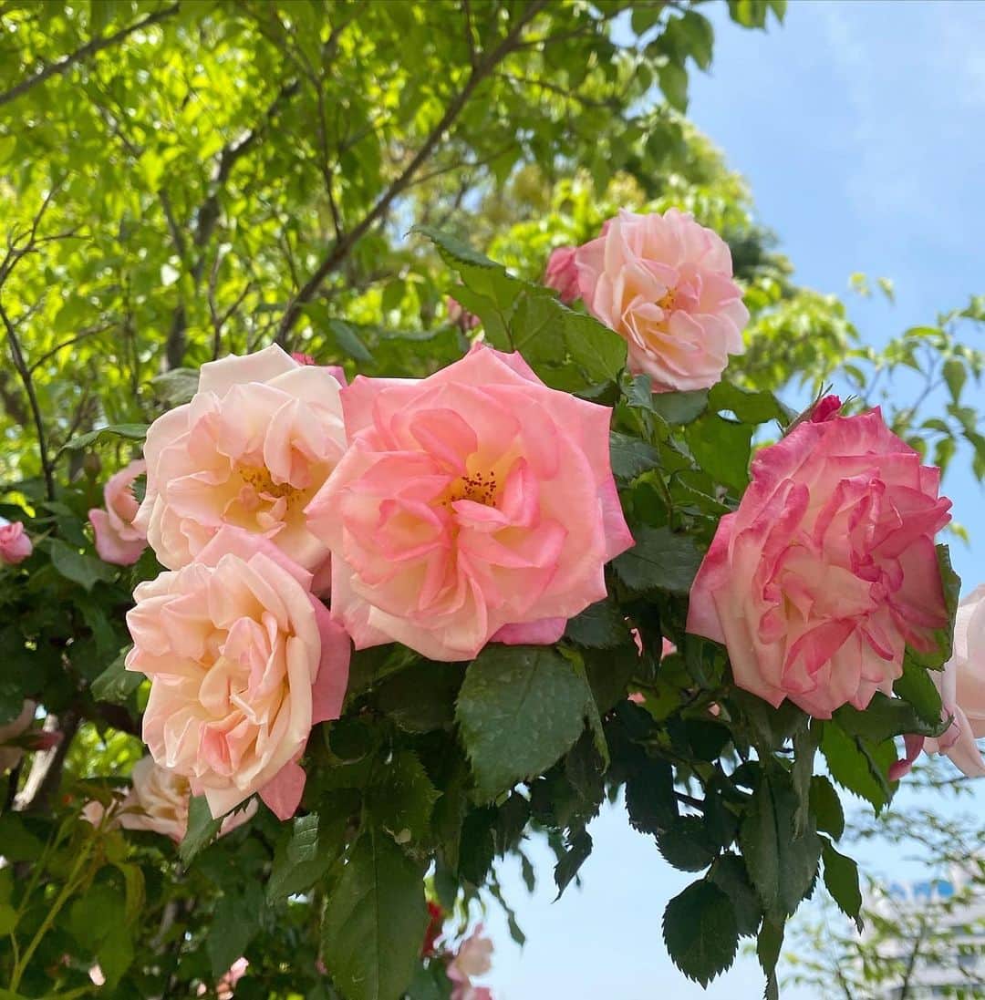 小森虹那さんのインスタグラム写真 - (小森虹那Instagram)「💐  北海道から1人でやってきた、 パワフルおばぁちゃんと急遽デート🤍  #横浜イングリッシュガーデン #イングリッシュガーデン #お花 #お花見 #横浜観光 #横浜デート」4月21日 21時09分 - kmr__27