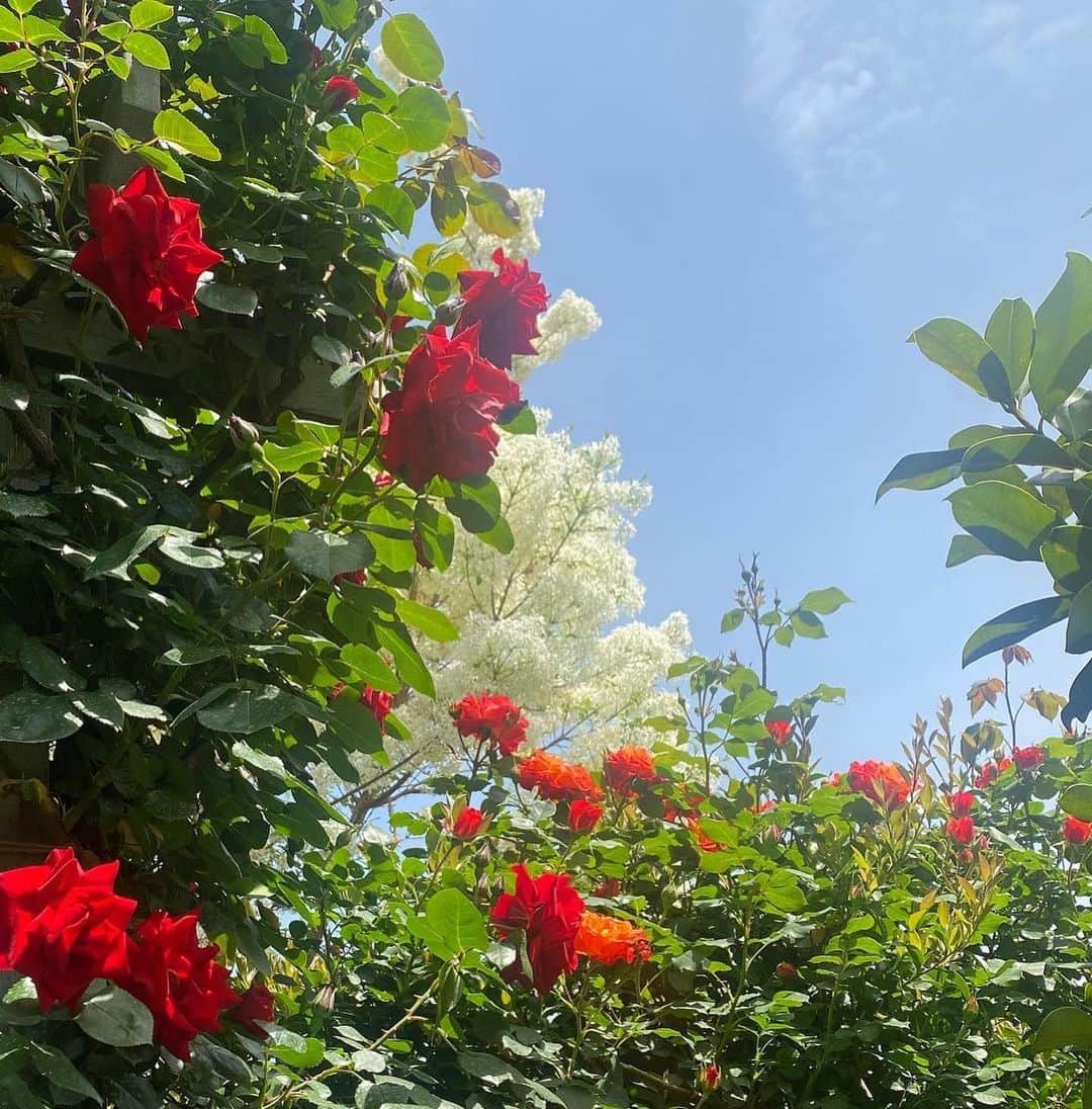小森虹那さんのインスタグラム写真 - (小森虹那Instagram)「💐  北海道から1人でやってきた、 パワフルおばぁちゃんと急遽デート🤍  #横浜イングリッシュガーデン #イングリッシュガーデン #お花 #お花見 #横浜観光 #横浜デート」4月21日 21時09分 - kmr__27