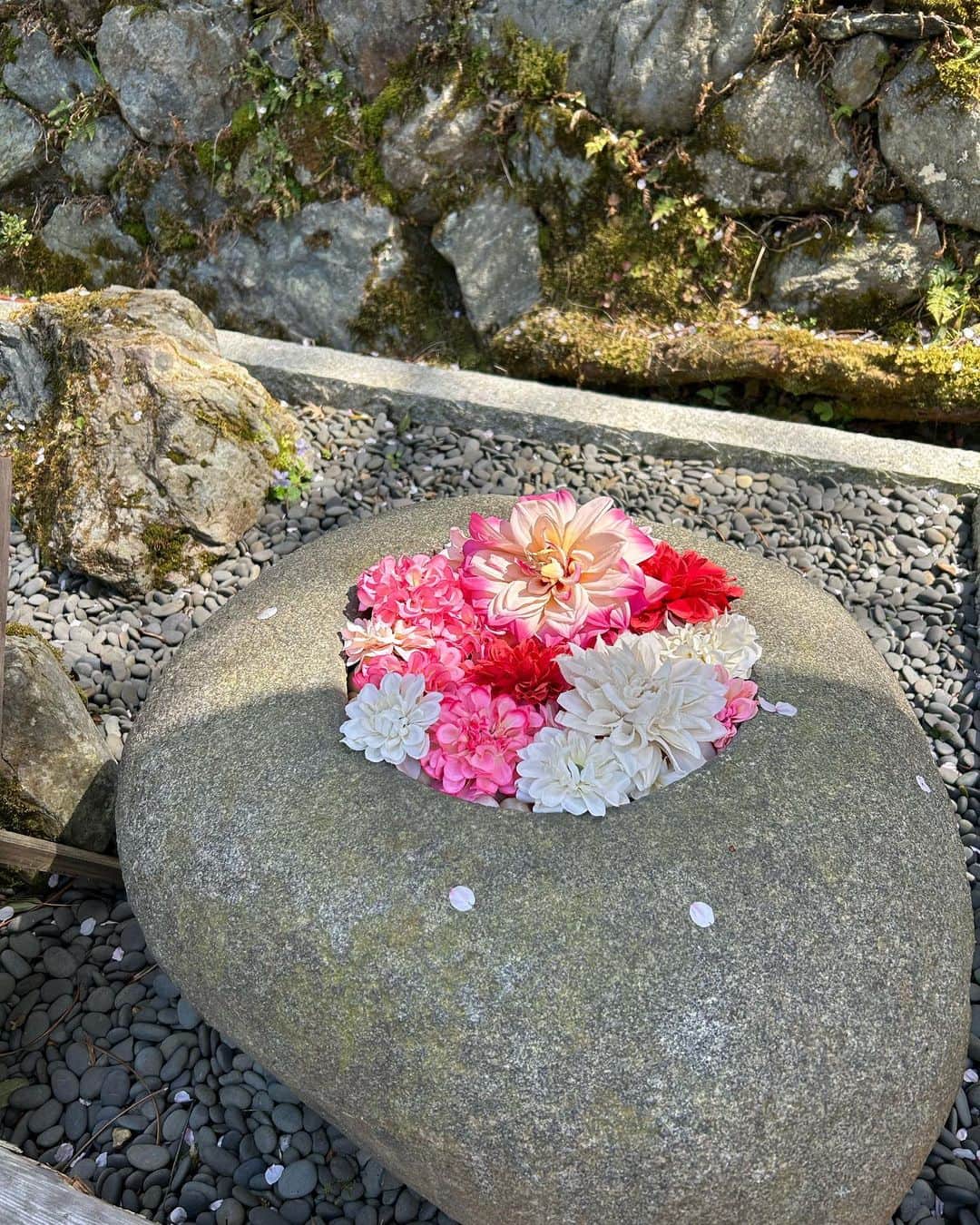 黒澤詩音さんのインスタグラム写真 - (黒澤詩音Instagram)「お部屋に飾っていた桜が完全に葉桜になりました。 茨木のりこさんの詩の一節「人は生涯に何回ぐらいさくらをみるのかしら」が、頭に浮かびました。 ということで、今年の桜たちを記録。  まずは、念願の #正寿院 🌸  桜の季節に伺えました。憧れの猪目窓から覗く桜の美しさたるや。 限定のご朱印帳も繊細な刺繍がとても可愛らしい。 天井絵も見事で、うららかな春の日に来られて良かったです。  偶然立ち寄ったお茶畑のテラスは、 何時間でもいられる素敵な場所でした。とても良い…。 自然の恵みに、心が安らぎます。  10円玉に描かれた鳳凰堂と初対面。  1000年の歴史を感じるこちらも古都京都の文化財として世界遺産に。  阿弥陀如来坐像は、その気品ある柔らかな顔立ちが印象的でした。またお堂内は善美を尽くされていて、当時の方々が思い描いた極楽浄土はこんな感じなんだなぁと。 と、京都の素敵な春をご紹介させていただきました。  さて、その京都では。 京都競馬場が、約2年半の改修工事を終えてついに今週末にグランドオープン！！ 『センテニアルパーク京都競馬場』　 として新しく生まれ変わりました！  古都、京都を象徴するような施しがあるようで。 私も足を運ぶのが楽しみです。  その、京都競馬場の明日のグランドオープンの様子もしっかりテレビの前の皆様にお届けします！  明日も朝9時よりお目にかかります！  #京都 #正寿院 #猪目窓  #平等院鳳凰堂 #桜 #kyotojapan」4月21日 21時39分 - shionkurosawa_official