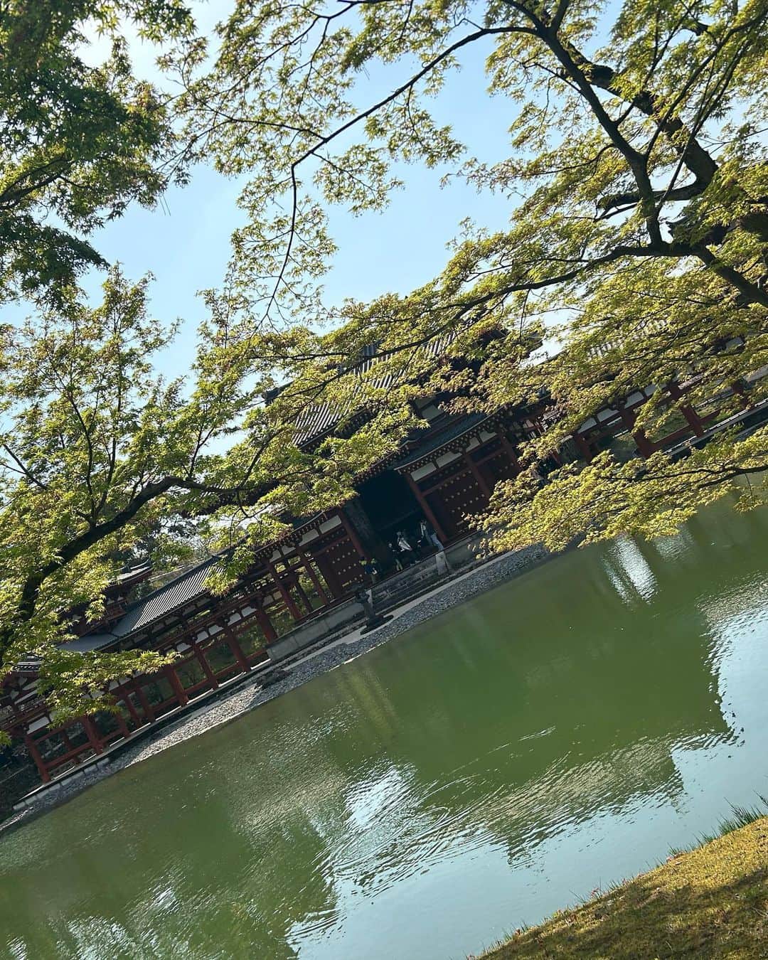 黒澤詩音さんのインスタグラム写真 - (黒澤詩音Instagram)「お部屋に飾っていた桜が完全に葉桜になりました。 茨木のりこさんの詩の一節「人は生涯に何回ぐらいさくらをみるのかしら」が、頭に浮かびました。 ということで、今年の桜たちを記録。  まずは、念願の #正寿院 🌸  桜の季節に伺えました。憧れの猪目窓から覗く桜の美しさたるや。 限定のご朱印帳も繊細な刺繍がとても可愛らしい。 天井絵も見事で、うららかな春の日に来られて良かったです。  偶然立ち寄ったお茶畑のテラスは、 何時間でもいられる素敵な場所でした。とても良い…。 自然の恵みに、心が安らぎます。  10円玉に描かれた鳳凰堂と初対面。  1000年の歴史を感じるこちらも古都京都の文化財として世界遺産に。  阿弥陀如来坐像は、その気品ある柔らかな顔立ちが印象的でした。またお堂内は善美を尽くされていて、当時の方々が思い描いた極楽浄土はこんな感じなんだなぁと。 と、京都の素敵な春をご紹介させていただきました。  さて、その京都では。 京都競馬場が、約2年半の改修工事を終えてついに今週末にグランドオープン！！ 『センテニアルパーク京都競馬場』　 として新しく生まれ変わりました！  古都、京都を象徴するような施しがあるようで。 私も足を運ぶのが楽しみです。  その、京都競馬場の明日のグランドオープンの様子もしっかりテレビの前の皆様にお届けします！  明日も朝9時よりお目にかかります！  #京都 #正寿院 #猪目窓  #平等院鳳凰堂 #桜 #kyotojapan」4月21日 21時39分 - shionkurosawa_official