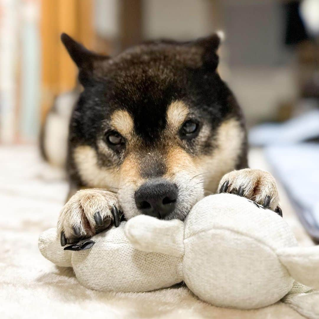 BlackRed shibasさんのインスタグラム写真 - (BlackRed shibasInstagram)「So lovely. Yamato.💖 See you tomorrow. . 本日もお疲れ様でした。 . . .  #2023yamato #柴犬 #shiba #shibainu #dog #rescuedog #rupinasu卒業犬 #rupinasu  #黒柴犬 #cute #元保護犬 #rescuedogs #japan #japandog #元保護犬今は過保護 #lovely #cute #cutestdog」4月21日 21時49分 - black_red_jp