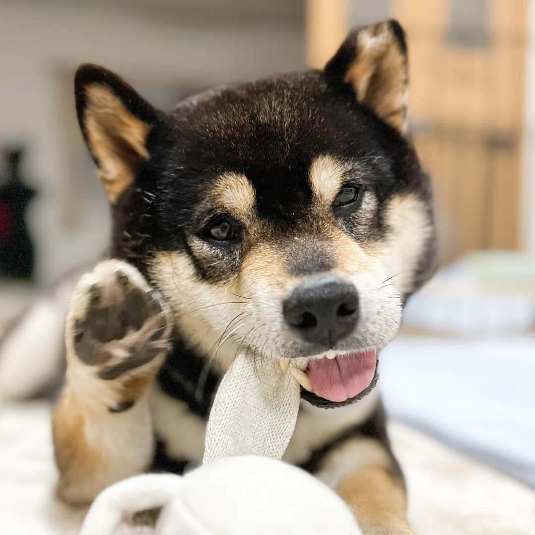 BlackRed shibasのインスタグラム：「So lovely. Yamato.💖 See you tomorrow. . 本日もお疲れ様でした。 . . .  #2023yamato #柴犬 #shiba #shibainu #dog #rescuedog #rupinasu卒業犬 #rupinasu  #黒柴犬 #cute #元保護犬 #rescuedogs #japan #japandog #元保護犬今は過保護 #lovely #cute #cutestdog」